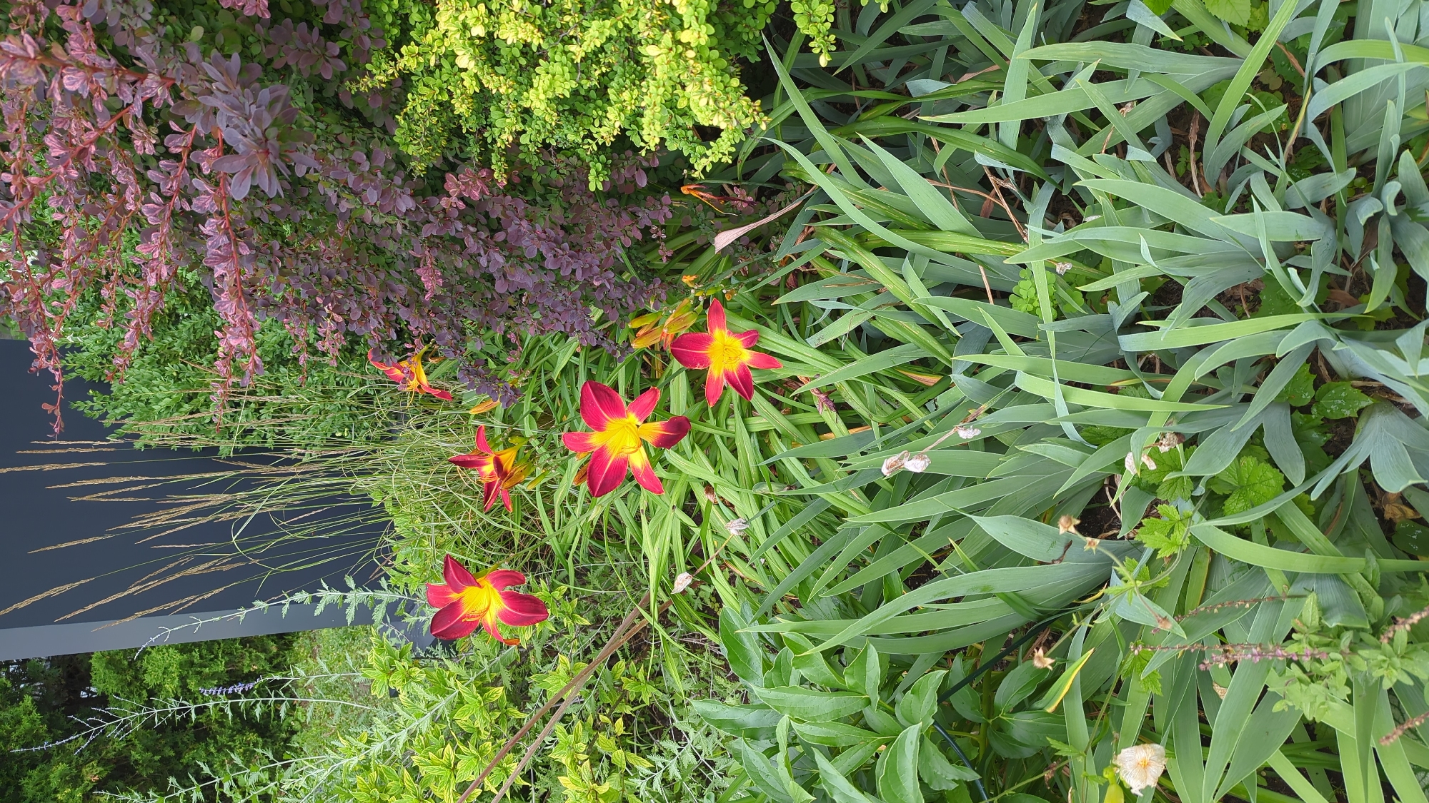 The image depicts a lush garden scene with a variety of plants and flowers. Prominently featured are several deep red and yellow daylilies, their petals unfurled. Surrounding the lilies are tall, green, sword-like leaves, possibly from irises. In the background, there is a dense shrub with purplish-red leaves and another shrub with bright green foliage. To the left, a tall, dark gray, rectangular structure stands, with feathery green plants and grasses growing around it. The overall impression is a well-maintained garden, likely located in a suburban or urban setting. The image does not contain any people or indicate a specific location within Montreal, Canada.
