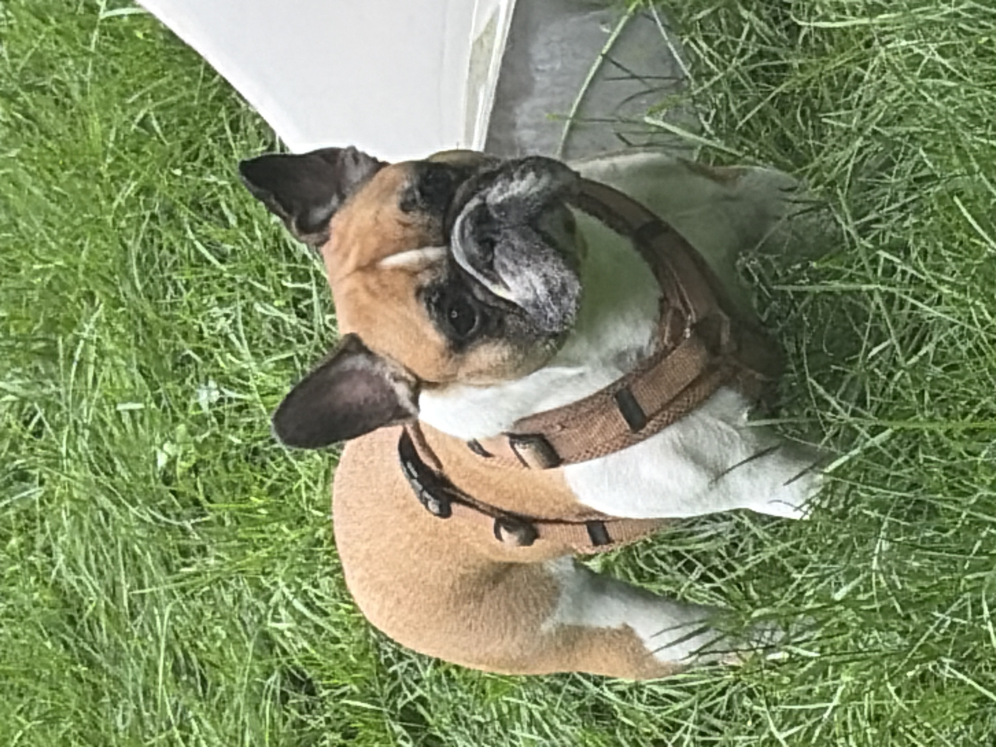 A French Bulldog stands in a grassy area, looking towards the camera. The dog is predominantly tan with white markings on its chest and legs. It is wearing a brown harness. The background consists of tall green grass and a blurred white structure on the right side. The scene appears to be outdoors, with the lighting suggesting daytime. There is no indication of the location being Almaty, Kazakhstan.