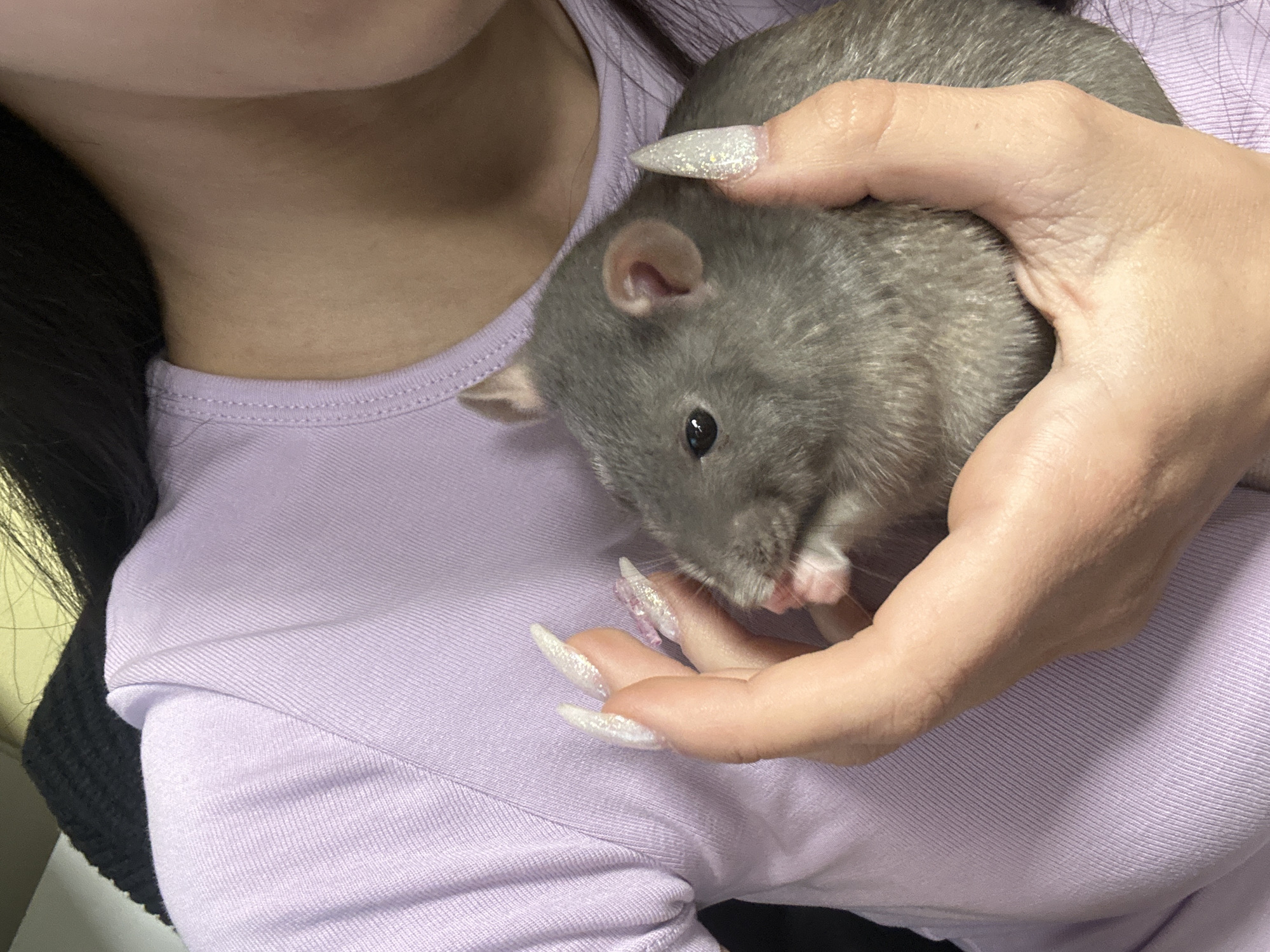 A close-up, eye-level shot features a person holding a grey pet rat. The person's face is mostly out of frame, showing only the lower chin and neck area on the upper left. Dark hair is visible along the left edge of the frame, possibly from the person's head or a garment. The person is wearing a light lavender or periwinkle purple top with a ribbed texture and visible stitching around the neckline.
The person's hands are gently cradling the rat. They have long, almond-shaped artificial nails with a glittery, light-colored design. The rat, with its soft grey fur, dark eyes, and small pink ears, appears calm and content, possibly grooming itself as one front paw is lifted towards its mouth. Its snout and mouth are partially obscured as it appears to be licking its paw.
The scene suggests a quiet, indoor setting, focusing on the intimate interaction between the pet owner and their rat. No specific time of day or location cues are visible within the image, and there is no visible text. The overall mood conveyed is one of gentle companionship.
