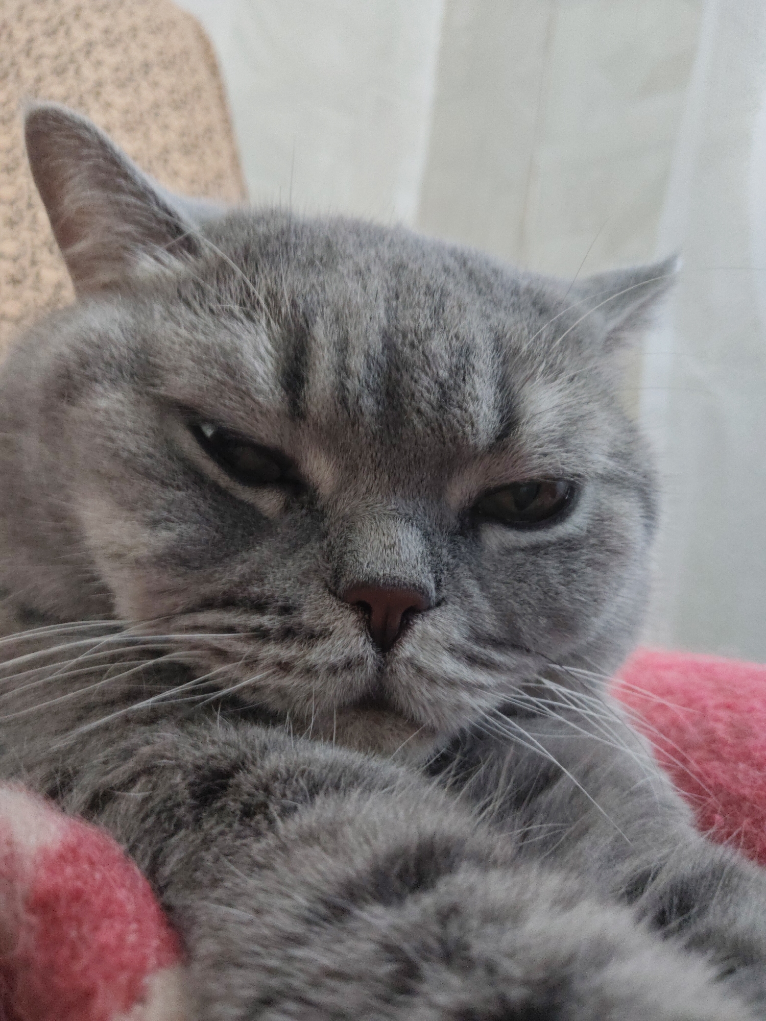 A close-up shot captures a gray cat with distinct dark markings on its fur, particularly around its eyes and forehead. The cat's eyes are a dark brown, with one slightly more open than the other, giving it a sleepy or judgmental expression. Its nose is a soft pinkish-brown. The cat is nestled against a pink fuzzy blanket, with a lighter-colored textured surface visible in the background. The lighting suggests an indoor setting, possibly near a window. The image is framed to focus on the cat's face and upper body.