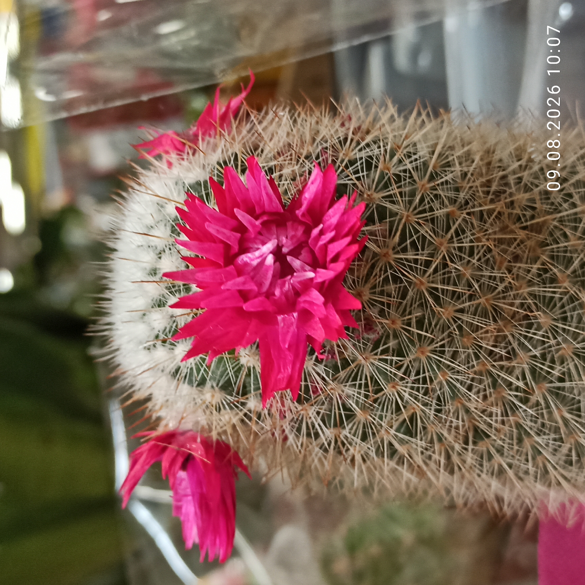 A close-up, eye-level, indoor shot focuses on a cactus with multiple vibrant pink flowers. The cactus is covered in numerous fine, pale spines. The flowers are the prominent subject, with one large, fully bloomed flower in the center and two smaller, partially bloomed flowers visible to the left and right, slightly out of focus. The background is blurred and appears to be an indoor setting, possibly a store or greenhouse, with hints of green foliage and light sources. A plastic barrier is visible on the right side of the frame. The timestamp "09.08.2026 10:07" is superimposed on the lower right corner of the image. No people are visible. The location of Molfetta, Italy, is not discernible from the image content.
