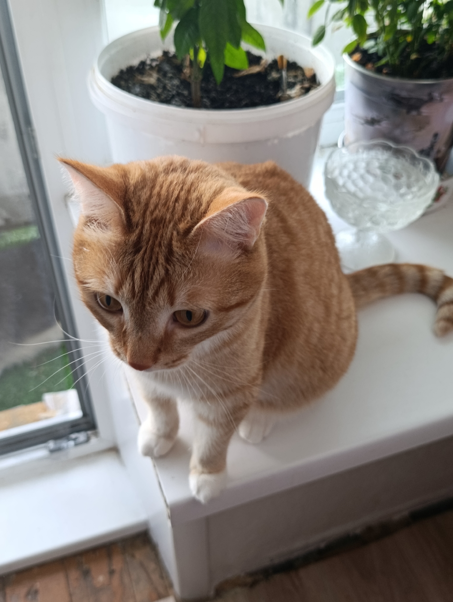 An orange tabby cat sits on a white windowsill, looking down. The cat has white paws and a striped tail. Behind the cat, there are two potted plants and a clear glass bowl. The windowsill is white and appears to be in front of a window that looks out onto a green outdoor space. The floor below the windowsill is made of wood. The scene is indoors.