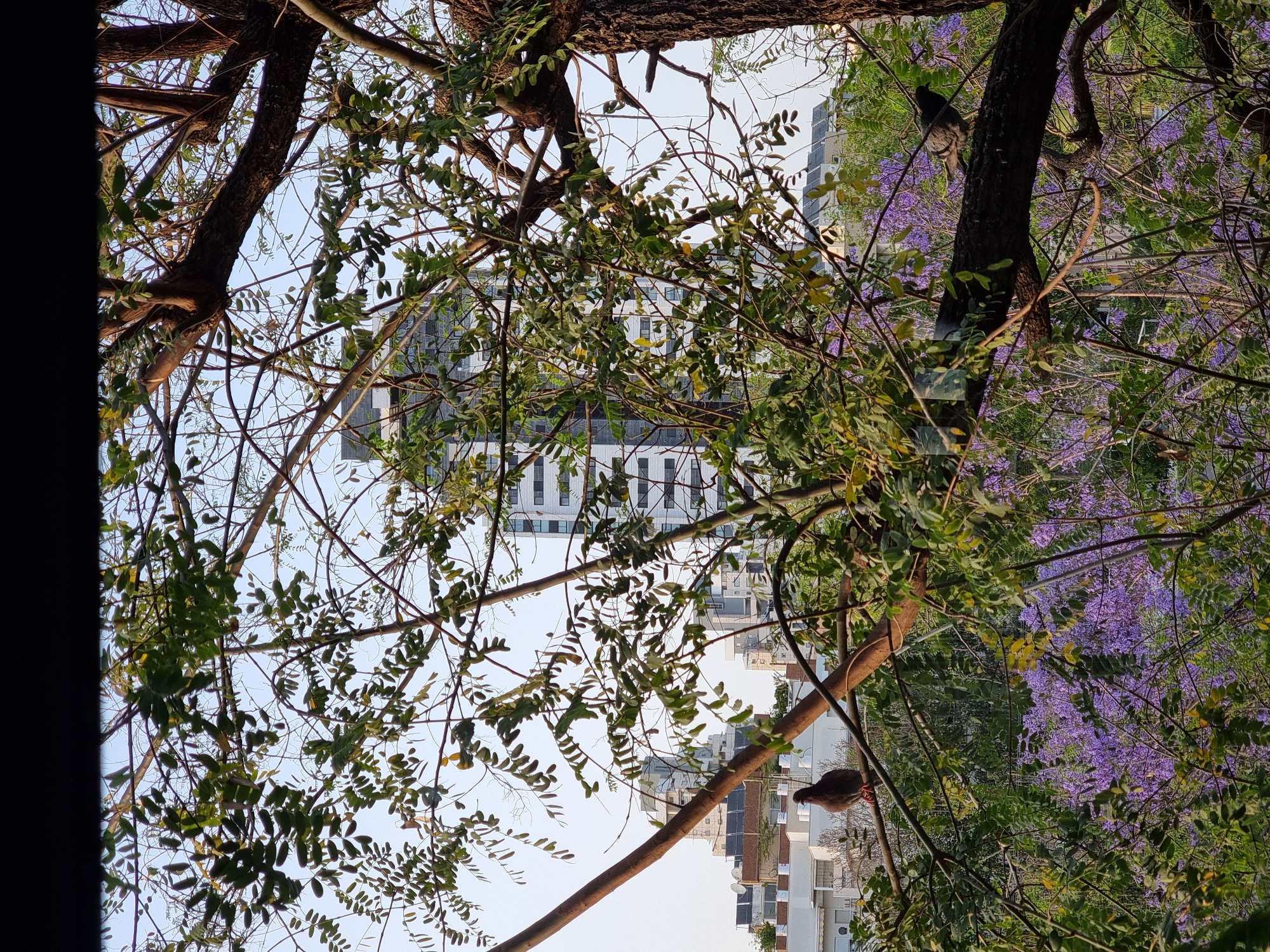 The image, taken in Ramat Gan, Israel, depicts a view framed by tree branches and foliage, with urban elements visible in the background. A tall, modern building with a white facade and repeating window pattern is seen through the tree branches. Additionally, there are low-rise buildings with solar panels on their roofs in the lower part of the image, suggesting a residential or commercial area. In the foreground, there is a bird perched on a tree branch. A section of the image shows purple jacaranda blossoms, indicating the season is likely spring or early summer. The overall perspective is looking upwards through the trees.