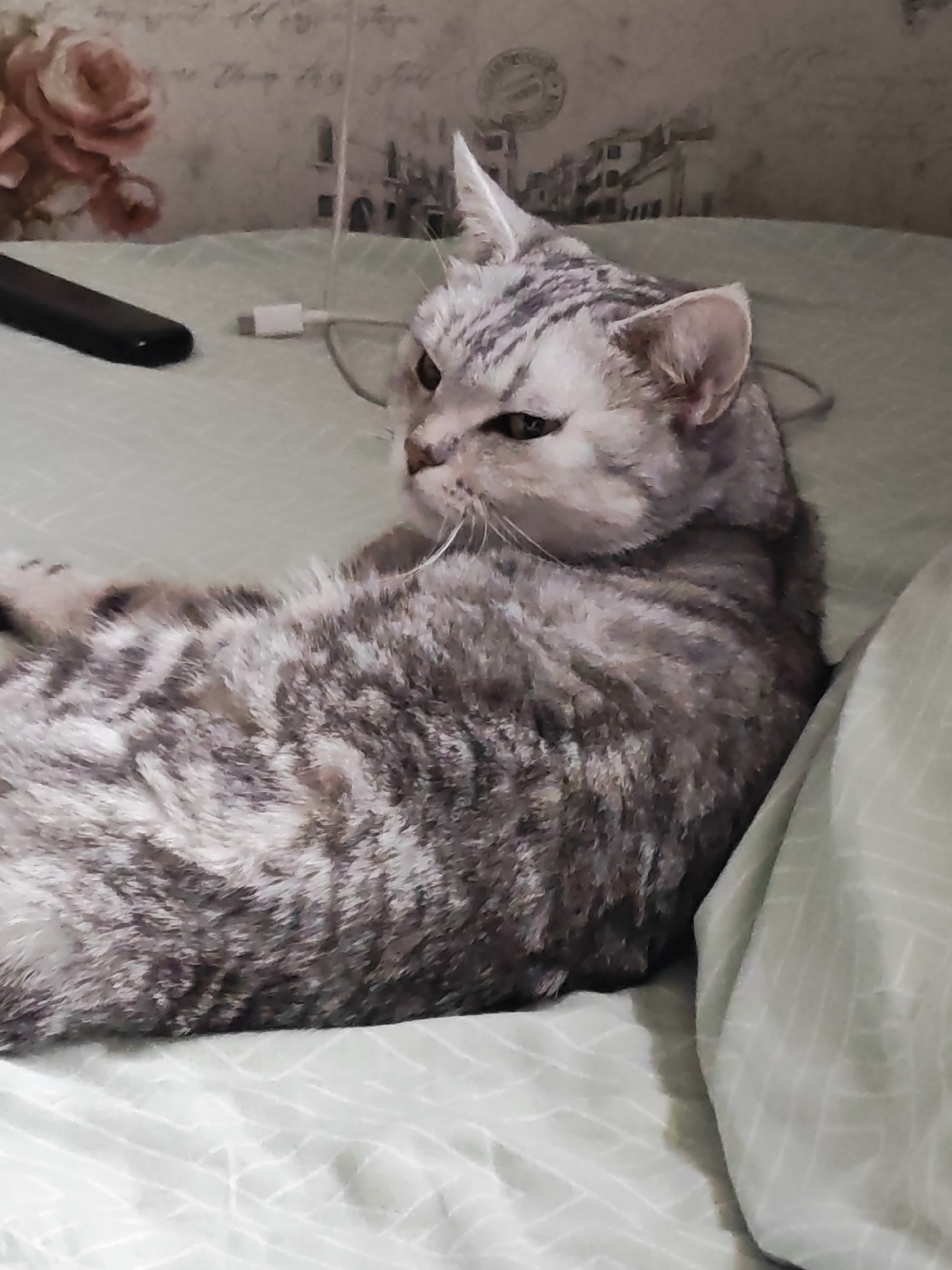 A grey tabby cat is lying on a bed. The cat is facing left with its head turned to the right. The cat has green eyes and its fur is striped. The bed is covered with a light green sheet. There is a black remote control on the left side of the bed and a white charging cable near the cat's head. The background is a wall with a floral pattern. There is no discernible information in the image to suggest a location in Tolyatti, Russia.