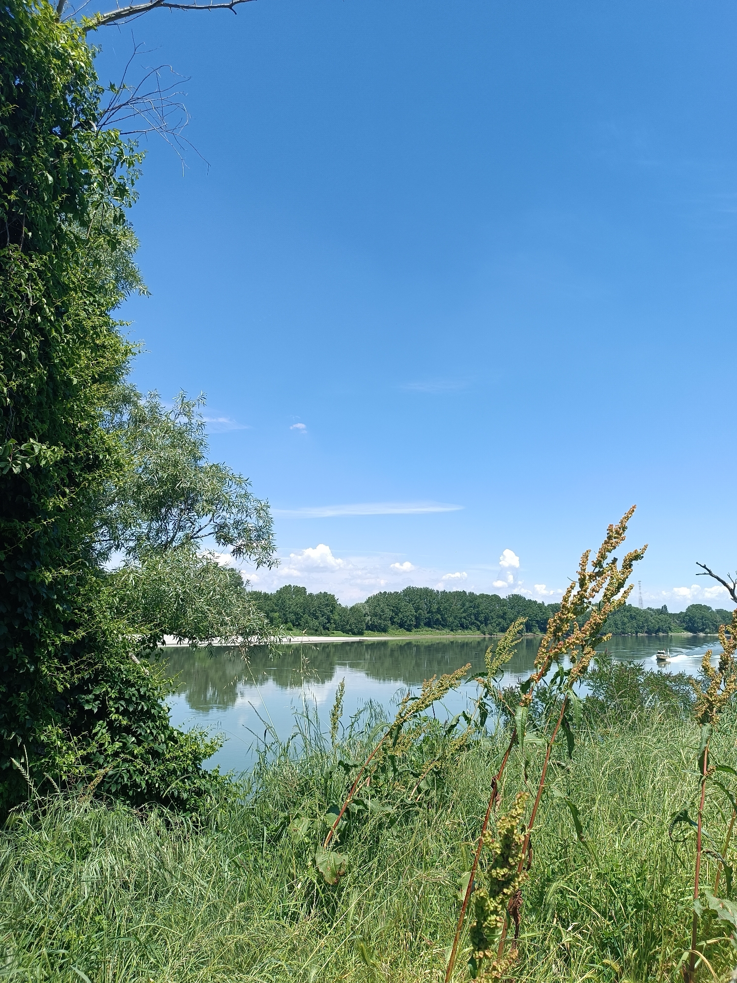 The image depicts a scenic view of the Po River near Brescello, Italy, on a clear day. The sky is predominantly blue with scattered white clouds. Lush green vegetation dominates the foreground, including tall grasses and leafy bushes. The river, reflecting the sky, appears calm and wide, with a sandy bank visible on the opposite side. Beyond the river, dense trees form a green horizon. A small boat appears on the water. The overall scene conveys a tranquil and natural environment.