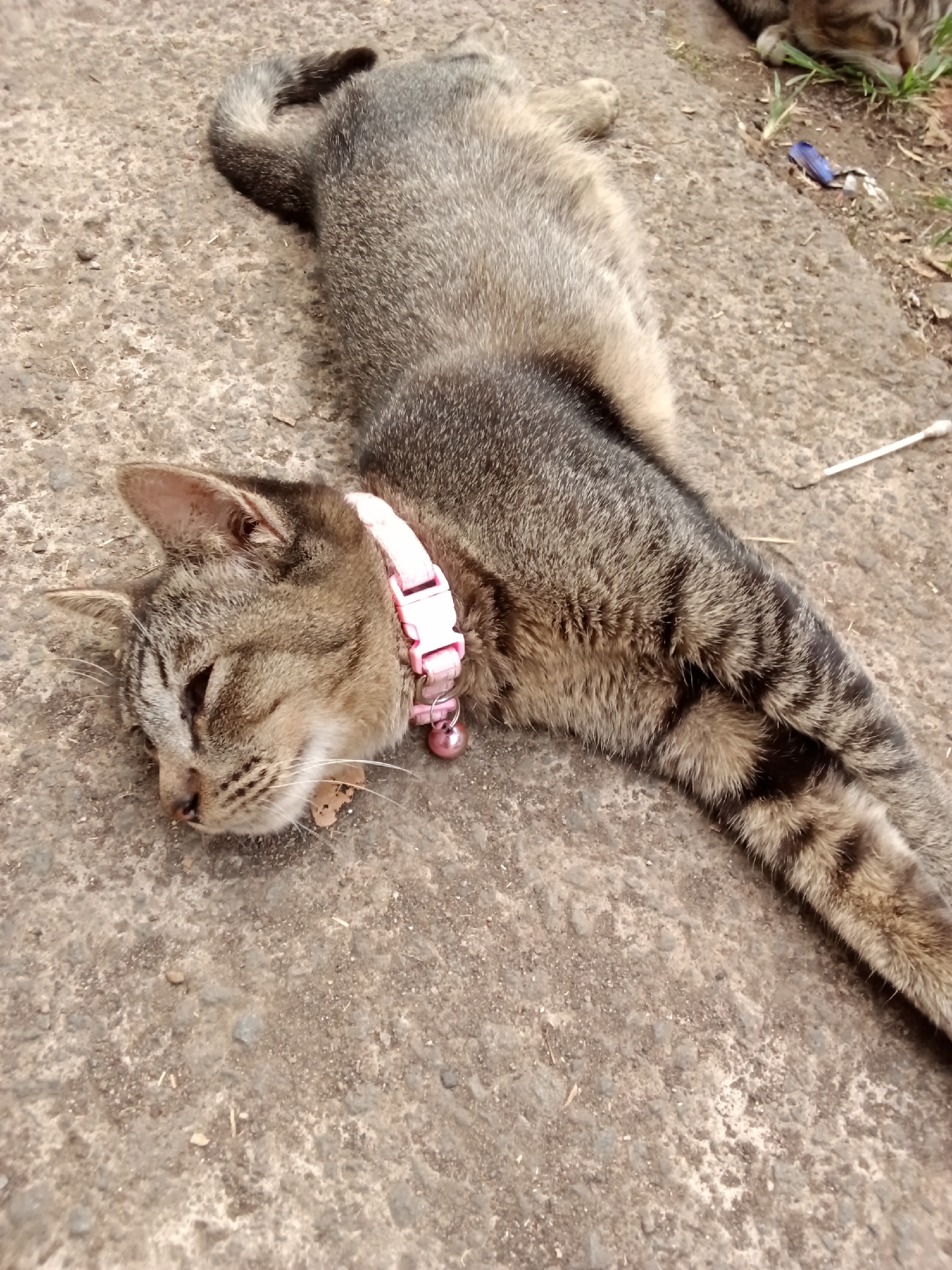 A tabby cat with a pink collar and a bell is lying on its side on a rough, grey concrete surface. Its eyes are closed, and its face is turned towards the left side of the frame. The cat's body is extended, and its tail is curled upwards. The concrete surface appears to be outdoors, with some dry grass and debris scattered around. In the background, out of focus, another cat can be partially seen. There are also a few small, blue objects and a white cotton swab on the ground near the edge of the frame. The scene suggests a relaxed or sleeping cat in an urban or semi-urban outdoor environment. The location is described as Bandung City, Indonesia.
