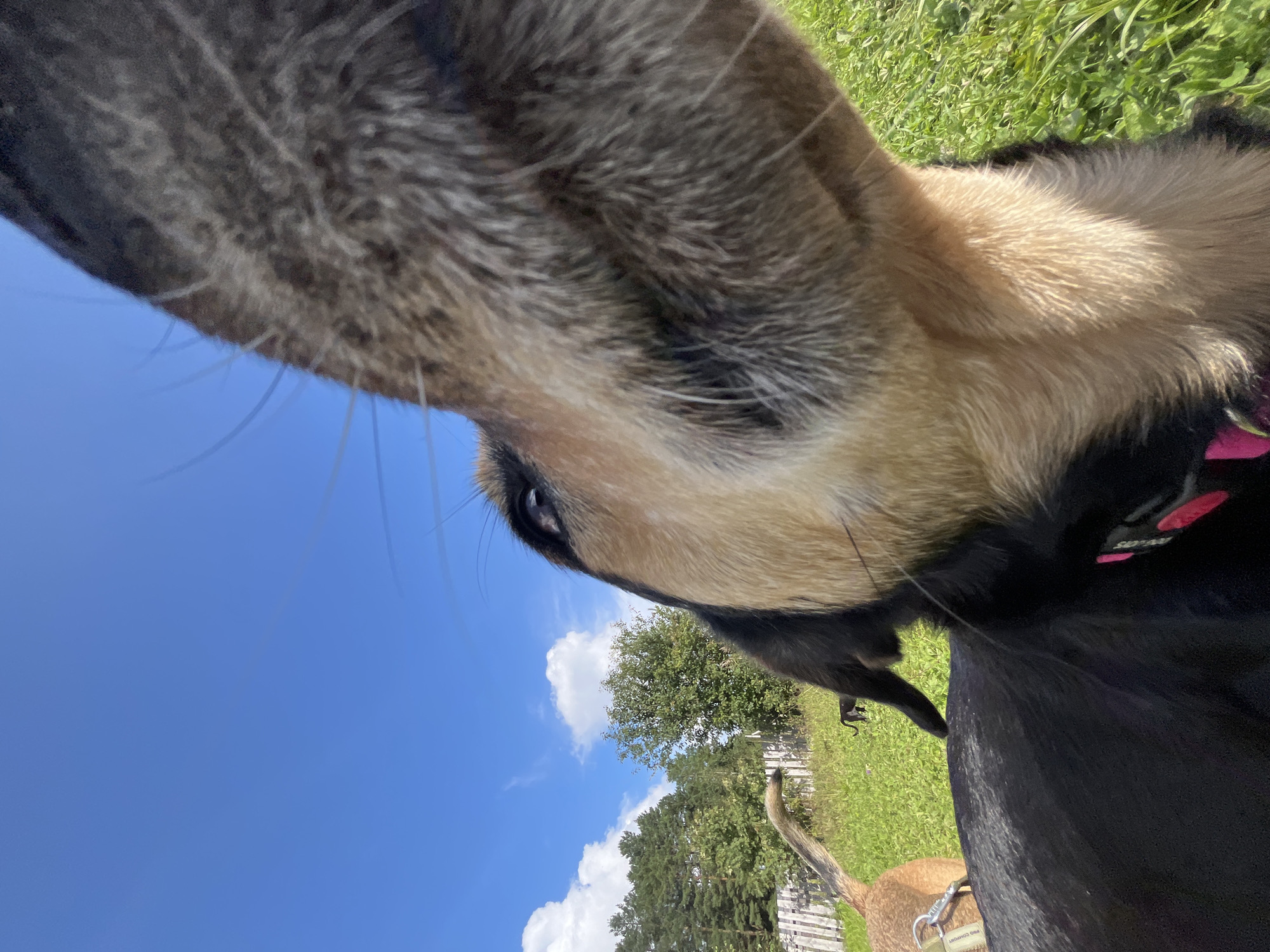 The image is a close-up, low-angle shot of a dog's face, with its snout filling a significant portion of the frame. The dog has tan and black fur, and its eye is visible on the left side of the frame. In the background, a bright blue sky with white clouds is visible. A line of trees and a wooden fence can be seen in the mid-ground. There is another dog, light brown in color, visible on the left side of the frame, and a smaller dark dog in the background. The ground is covered in green grass. The image was taken outdoors on a sunny day. The location of this scene is a yard in the city of Nizhny Tagil, Russia.