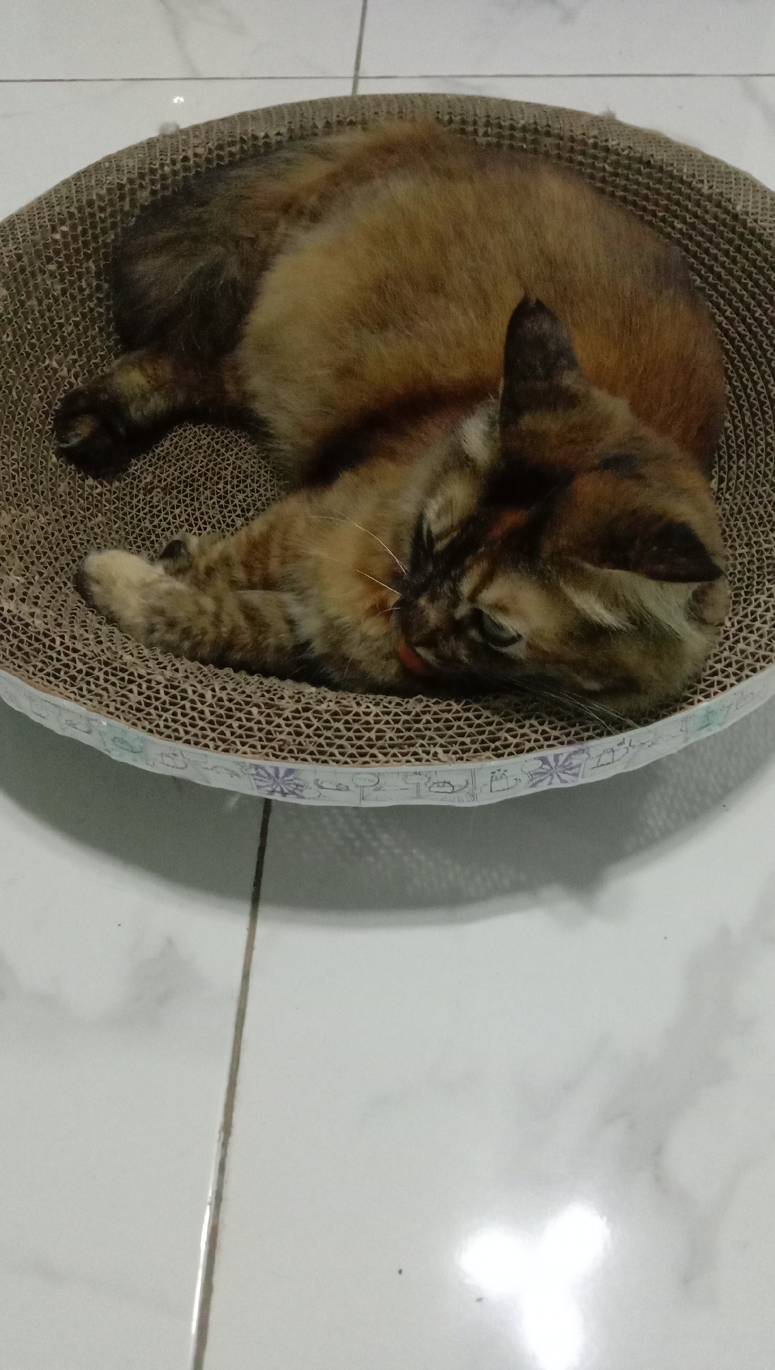 A fluffy, multi-colored cat is curled up and sleeping on a circular, textured cardboard scratching pad. The cat has shades of brown, black, and orange fur, with white markings on its chest and paws. Its eyes are closed, and its tongue is slightly sticking out, indicating it is in a deep sleep. The scratching pad is placed on a white tiled floor, which shows some subtle marble-like veining. The overall environment appears to be indoors, possibly in a residential setting in Karangmangu, Indonesia. The lighting suggests it might be artificial, or an overcast day.