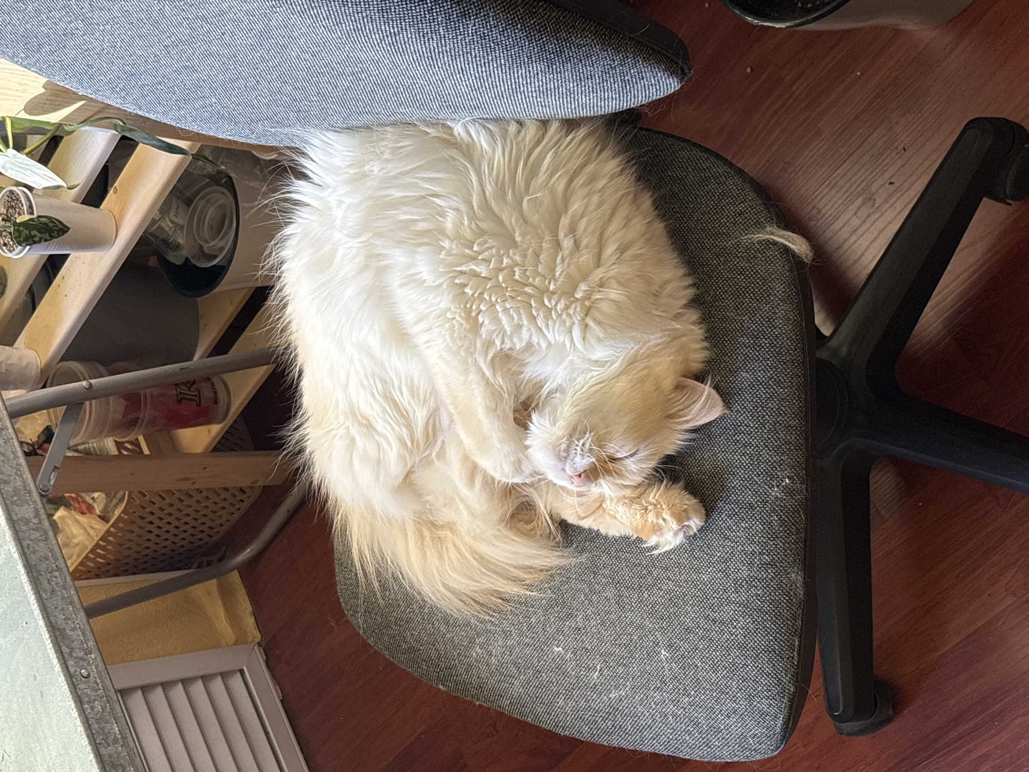 A light-colored, long-haired cat is curled up asleep on a gray office chair. The chair is positioned on a reddish-brown wooden floor. To the left, there is a metal and wood shelving unit holding various items, including plants and containers. Part of a gray chair back is visible above the sleeping cat. The location in Chaikovsky, Russia, is not known.