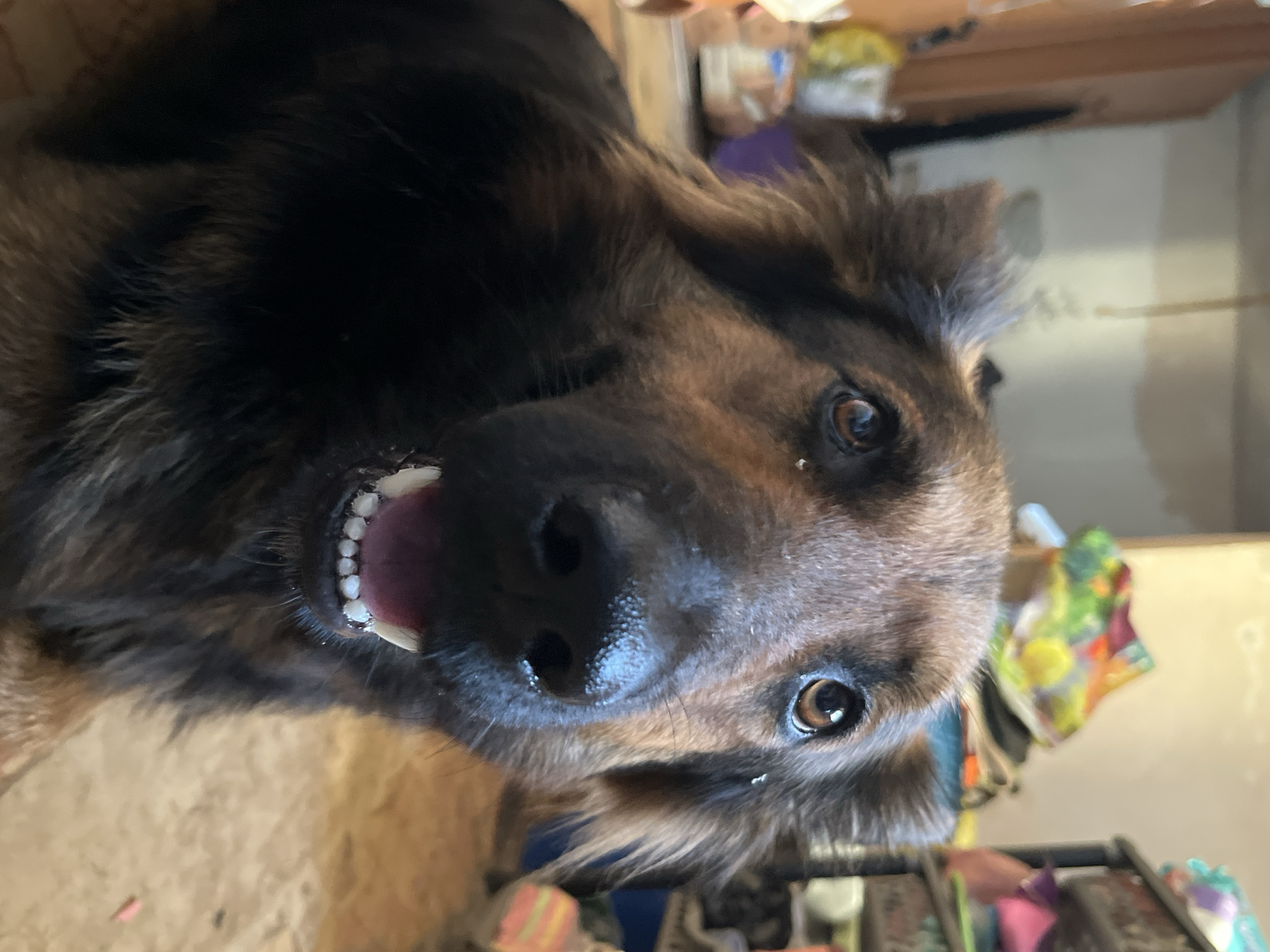 A medium shot, eye-level, indoor photograph shows a close-up of a dog's face. The dog, a German Shepherd mix with long, brown and black fur, is looking directly at the camera with its mouth slightly open, revealing its teeth. The background is blurred and appears to be a room with shelves filled with various objects, including what looks like bags and boxes. The flooring is a light-colored, textured surface. The image does not provide any specific information to indicate its location in the city of Dnipro, Ukraine.