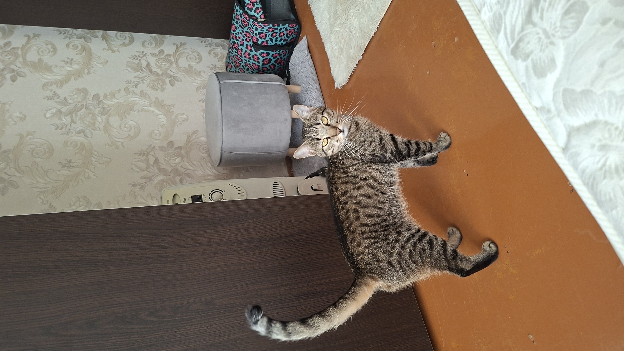 A tabby cat stands on an orange-brown floor indoors. The cat is facing forward, looking at the camera, with its tail curved upwards. To the left of the cat is a dark brown wooden wardrobe door. Behind the cat, there is a cream-colored floral wallpapered wall. In the background, several objects are visible: a white electric heater, a grey upholstered ottoman with wooden legs, and a pet carrier with a leopard print. A light-colored rug is placed under the ottoman, and another white rug is visible to the right. The scene appears to be in a residential setting, potentially a room in Myadzyel, Belarus.