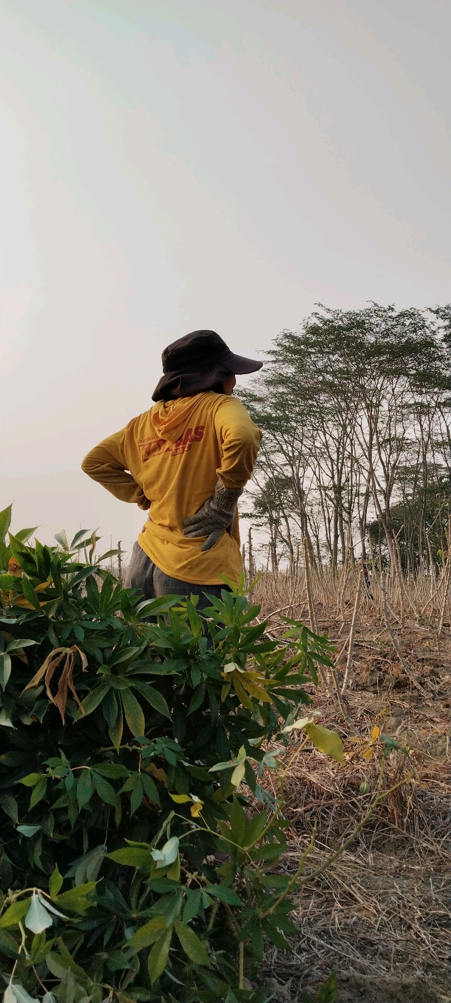 In Tanjung Ratu Ilir, Indonesia, a person wearing a yellow hoodie, a dark hat, and grey gloves stands in a field. The person's back is to the camera, and their hands are on their hips. The hoodie has red lettering on the back that appears to say "GAS". The field is sparsely populated with tall, thin trees in the background and dry, brown vegetation in the foreground. In the left foreground, there are lush green plants. The sky is overcast and pale.