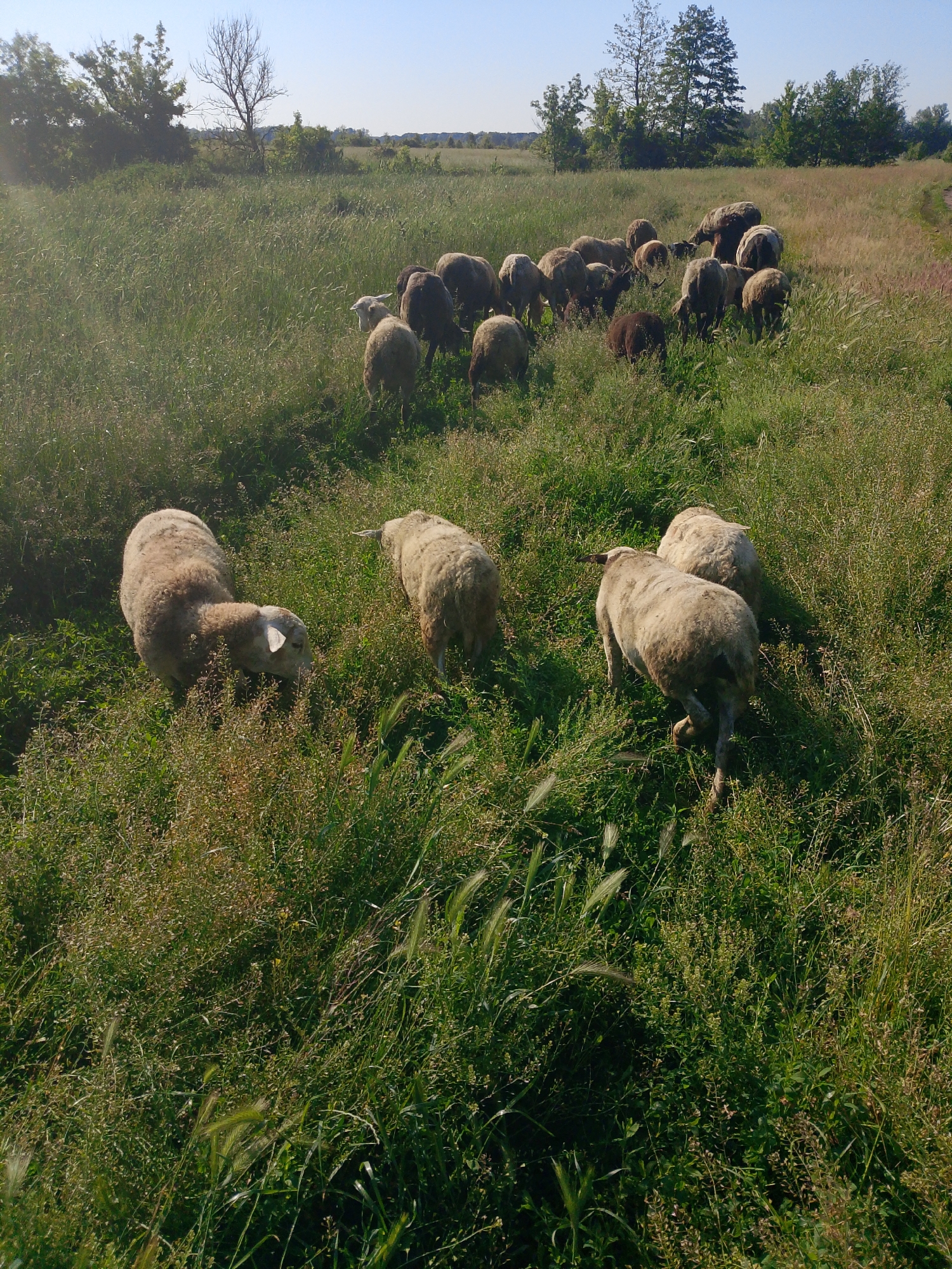 A flock of sheep graze in a tall green grassy field on a sunny day under a clear blue sky. In the foreground, two light-colored sheep are prominently visible, with one facing left and grazing, and the other facing away from the camera and walking. Behind them, more sheep are scattered throughout the field, with some grazing and others standing. The sheep are a mix of light and dark brown colors. The field is characterized by lush green grass and some wildflowers. In the background, a line of trees separates the field from a distant horizon. The overall scene depicts a pastoral landscape.