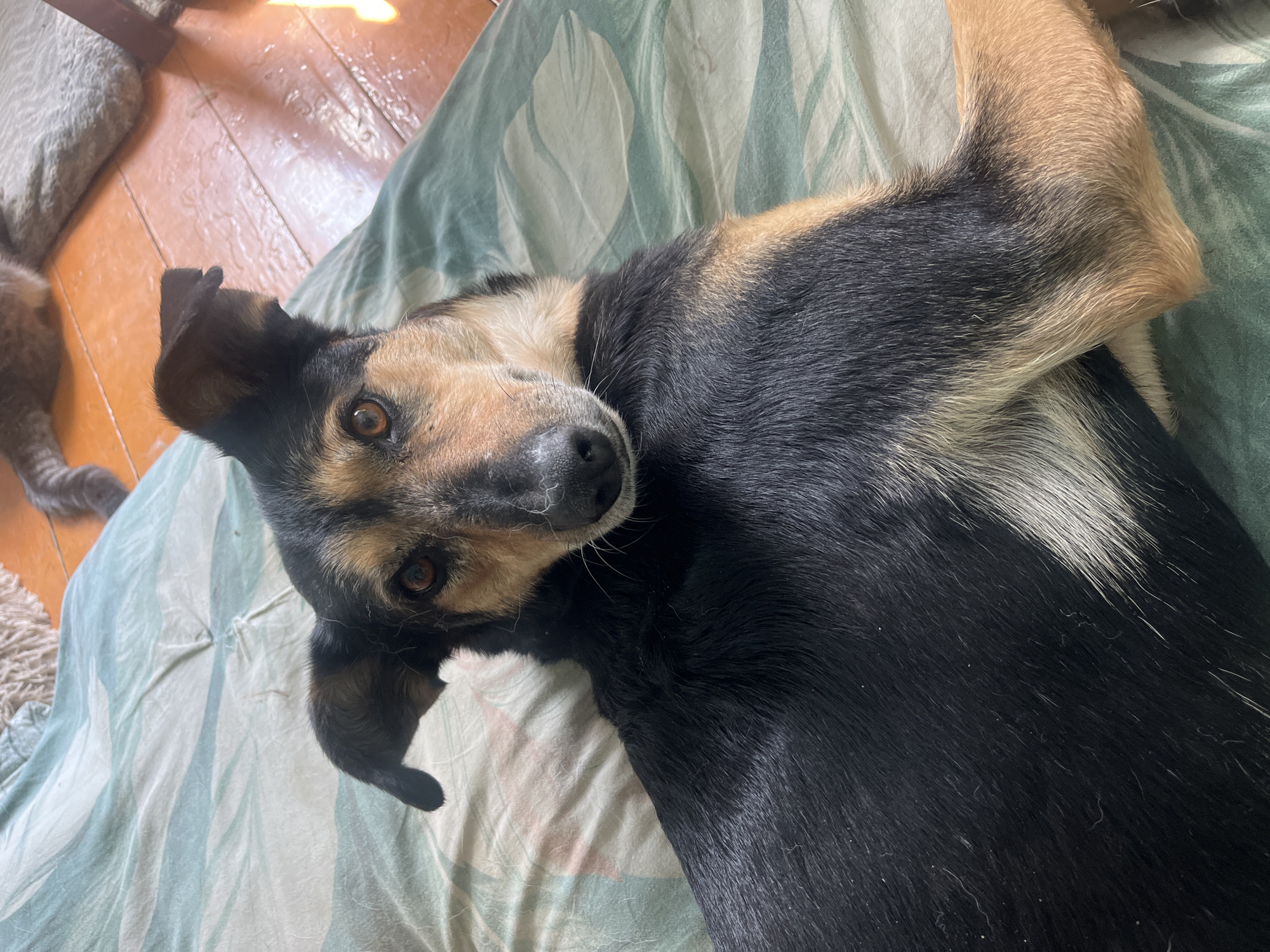 A medium-sized dog with black, tan, and white fur is lying on a bed with a green and white striped patterned sheet. The dog is looking directly at the camera with its head turned. Its eyes are amber, and its ears are perked. A portion of a cat's tail and body, with gray tabby markings, is visible in the upper right corner of the image, lying on a wooden floor. The floor appears to be made of planks and is partially covered by a gray rug. The lighting suggests an indoor environment, possibly a home. No specific location in Nizhny Tagil, Russia can be determined from the image.