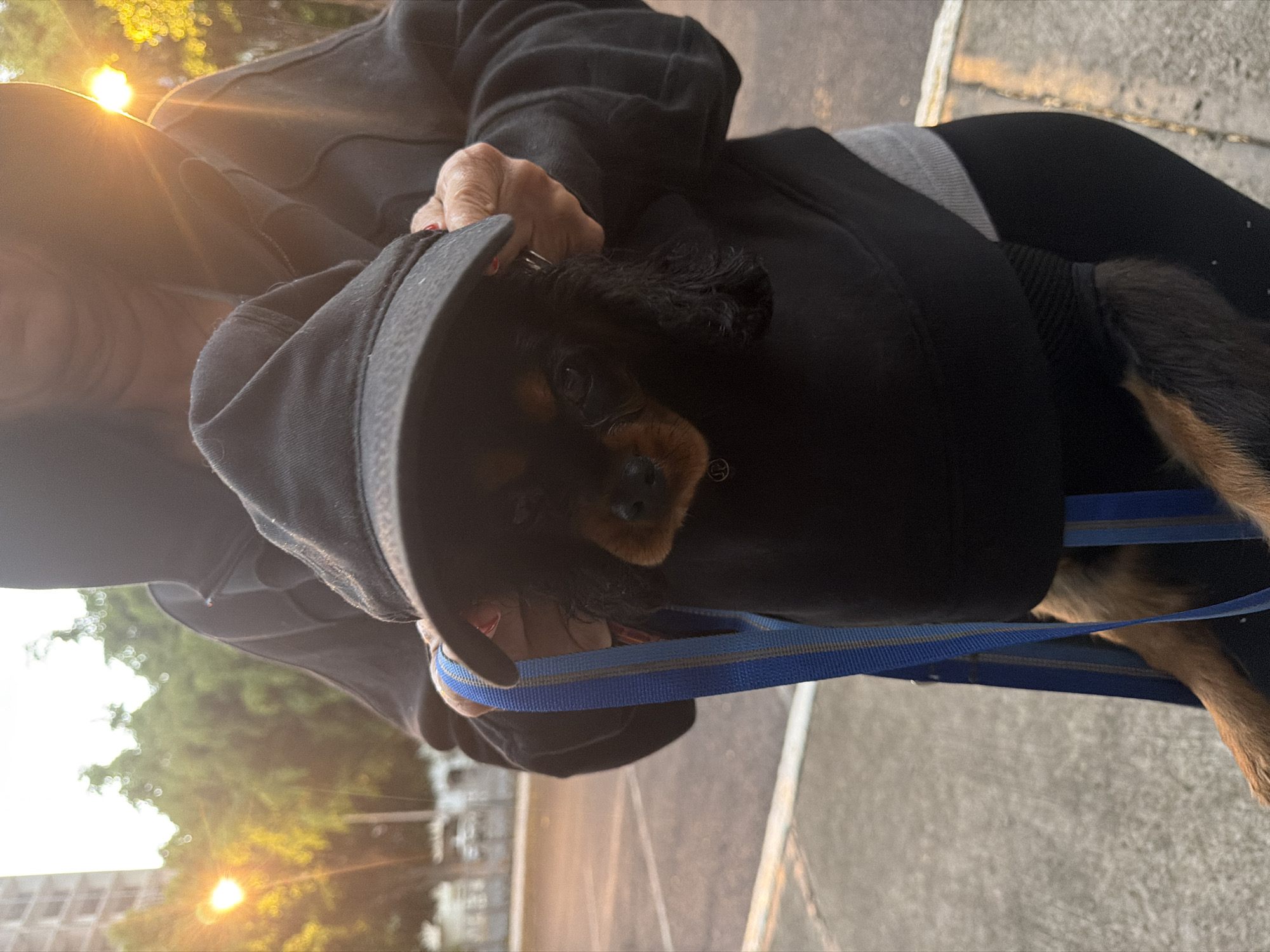 A small dog with black and brown fur is nestled inside the hood of a black hooded sweatshirt. The sweatshirt is being worn by a person, only their hand and part of their face are visible. The person is holding a blue dog leash. The background shows a street or walkway and trees with sunlight filtering through. The location is in the city of Puebla, Mexico.