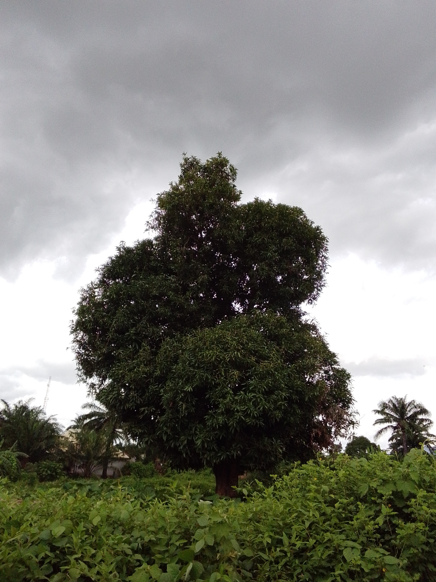 The image depicts a rural landscape under a cloudy sky. A large, leafy tree dominates the center of the frame, with its dark green foliage contrasting against the light grey clouds. In the foreground, a dense growth of low-lying green plants fills the lower portion of the image. In the background, several palm trees are visible, along with some structures that suggest a settlement. To the far left, a tall, slender tower is partially obscured by foliage. The scene appears to be in the city of Serti, Nigeria, given the tropical vegetation and general atmosphere. No people are present in the image, and there are no discernible actions or interactions taking place. The environment is natural and appears unmanicured.