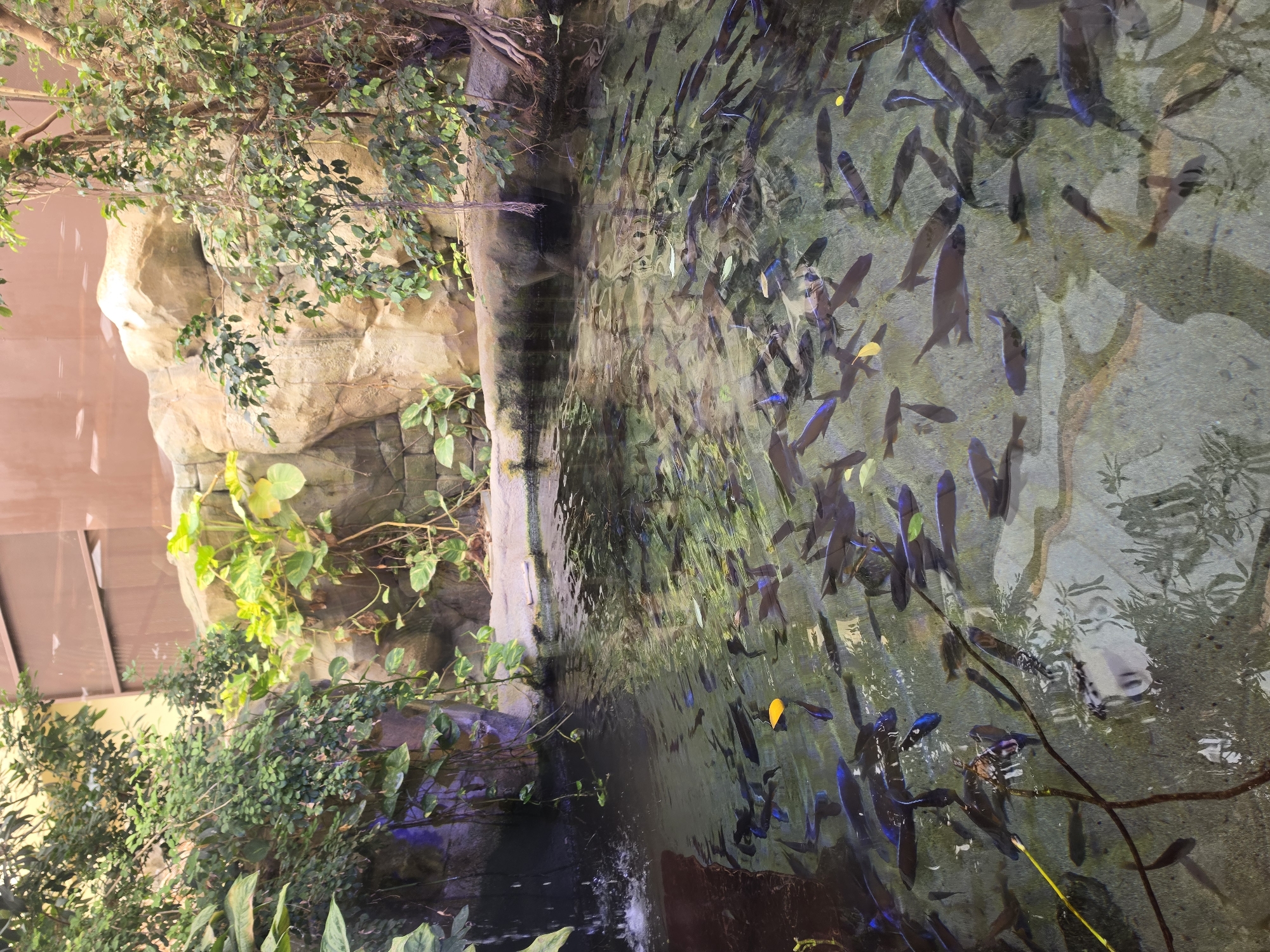 The image depicts a large school of fish swimming in a clear, shallow pond. The pond is surrounded by lush greenery, including trees and hanging vines, and features a rocky backdrop resembling a natural grotto. The water is reflective, showing the surrounding foliage and the sandy bottom of the pond. There is a small waterfall on the left side of the pond. The scene is likely an indoor exhibit, possibly at a zoo or aquarium. The location is specified as Bussolengo, Italy, suggesting this is a scene from a specific attraction within that city. There are no people visible in the image.