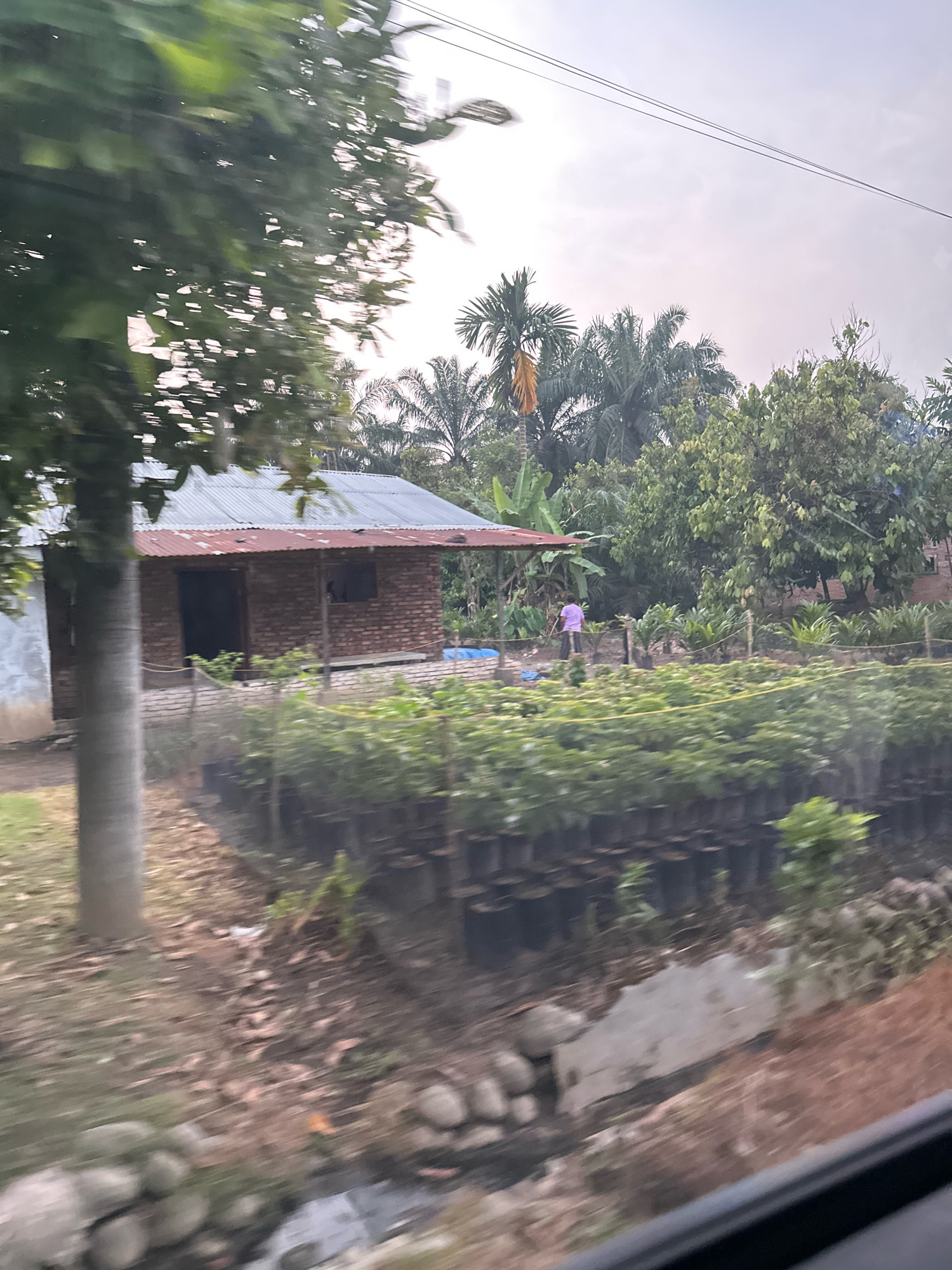In Tandem Hilir I, Indonesia, a rustic brick house with a corrugated metal roof stands adjacent to a lush garden. The house features a dark, open doorway and a small window. In front of the house, rows of plants in black plastic pots stretch across the landscape, some reaching waist height. A person wearing a purple t-shirt and dark pants can be seen tending to the plants in the garden. The environment is characterized by abundant greenery, including palm trees and various leafy bushes, indicative of a tropical climate. The scene appears to be captured from a moving vehicle, as evidenced by the motion blur in the foreground and the slight tilt of the image.