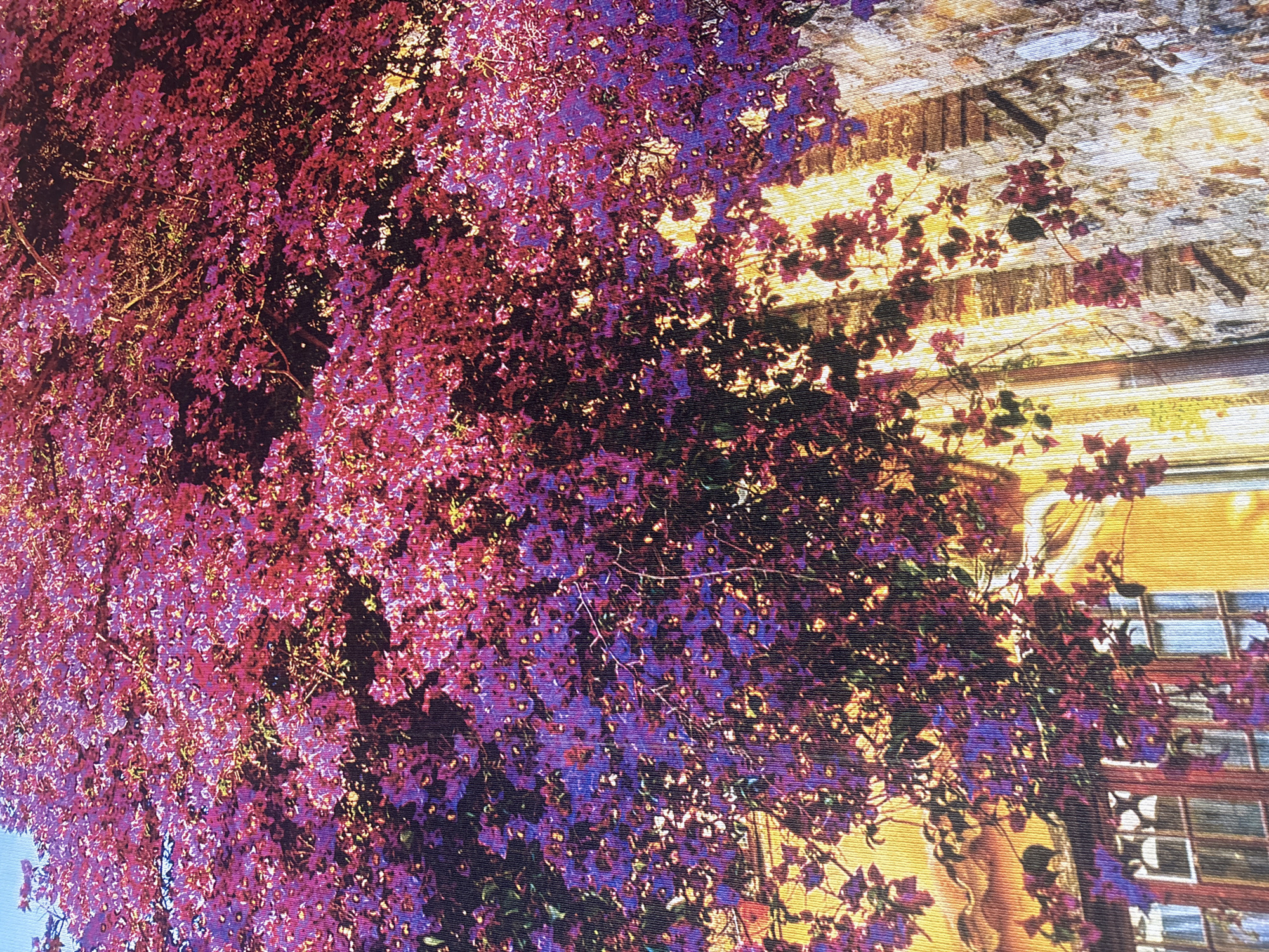 The image depicts a dense, vibrant canopy of pink and purple flowers and foliage cascading over the facade of a building. The flowers are abundant and create a thick curtain of color. Beneath the foliage, parts of a building are visible, characterized by warm yellow walls and textured stone. Several windows with reddish-brown frames punctuate the facade. The lighting suggests it is daytime, with sunlight filtering through the leaves and flowers, casting dappled shadows and creating highlights on the stone and wall. The overall impression is one of natural beauty overwhelming an architectural structure.
This image is from the city of Georgiyevsk, Russia.