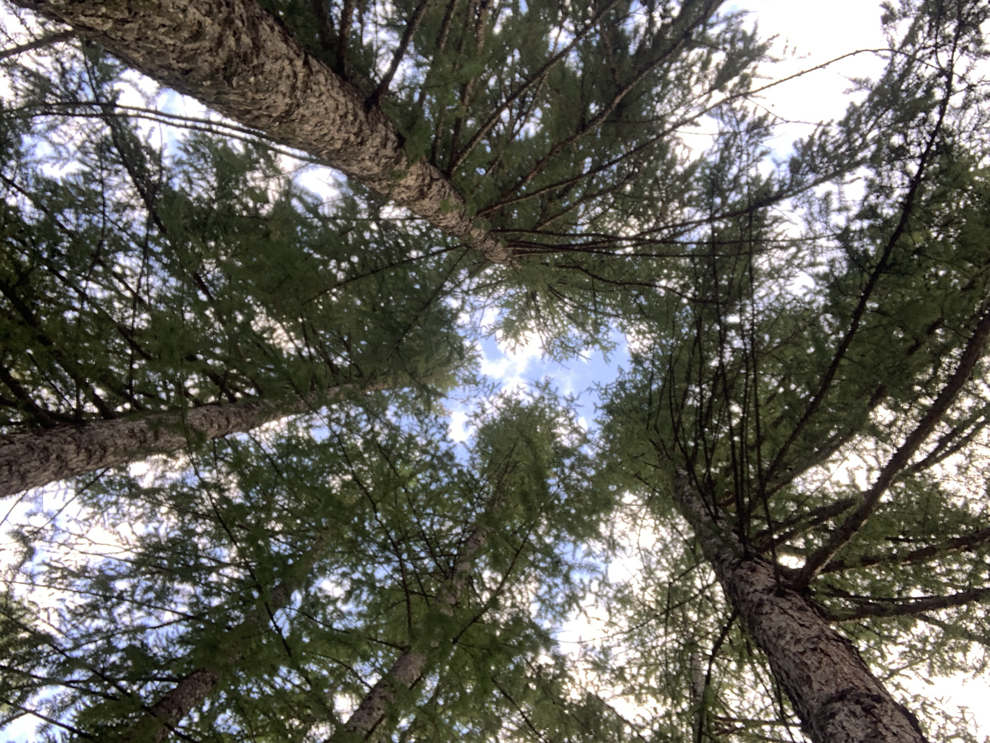 The image shows a low-angle view looking up into the canopy of several coniferous trees. The trunks and branches are prominent, with dense green foliage filling most of the frame. Patches of bright sky, with scattered clouds, are visible through the gaps in the branches. The scene is outdoors and appears to be a natural environment. There are no people, animals, or man-made structures visible in the image. The location in Prokopyevsk, Russia, is not discernible from the visual information alone.