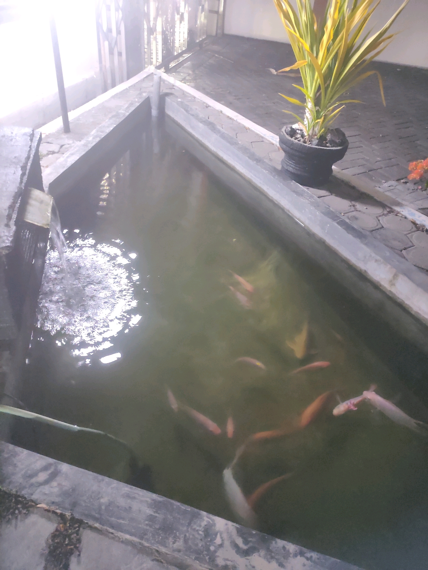 The image shows a rectangular concrete fish pond with several fish swimming in the murky water. Water is flowing into the pond from a pipe on the left side, creating bubbles and ripples. A potted plant with yellow and green leaves sits on the edge of the pond on the right. The area surrounding the pond is paved with interlocking concrete blocks. The scene appears to be an outdoor setting at dusk or night, with artificial lighting casting a glow on the water and pavement. There are no people visible in the image. This scene is located in Ngasem, Indonesia.