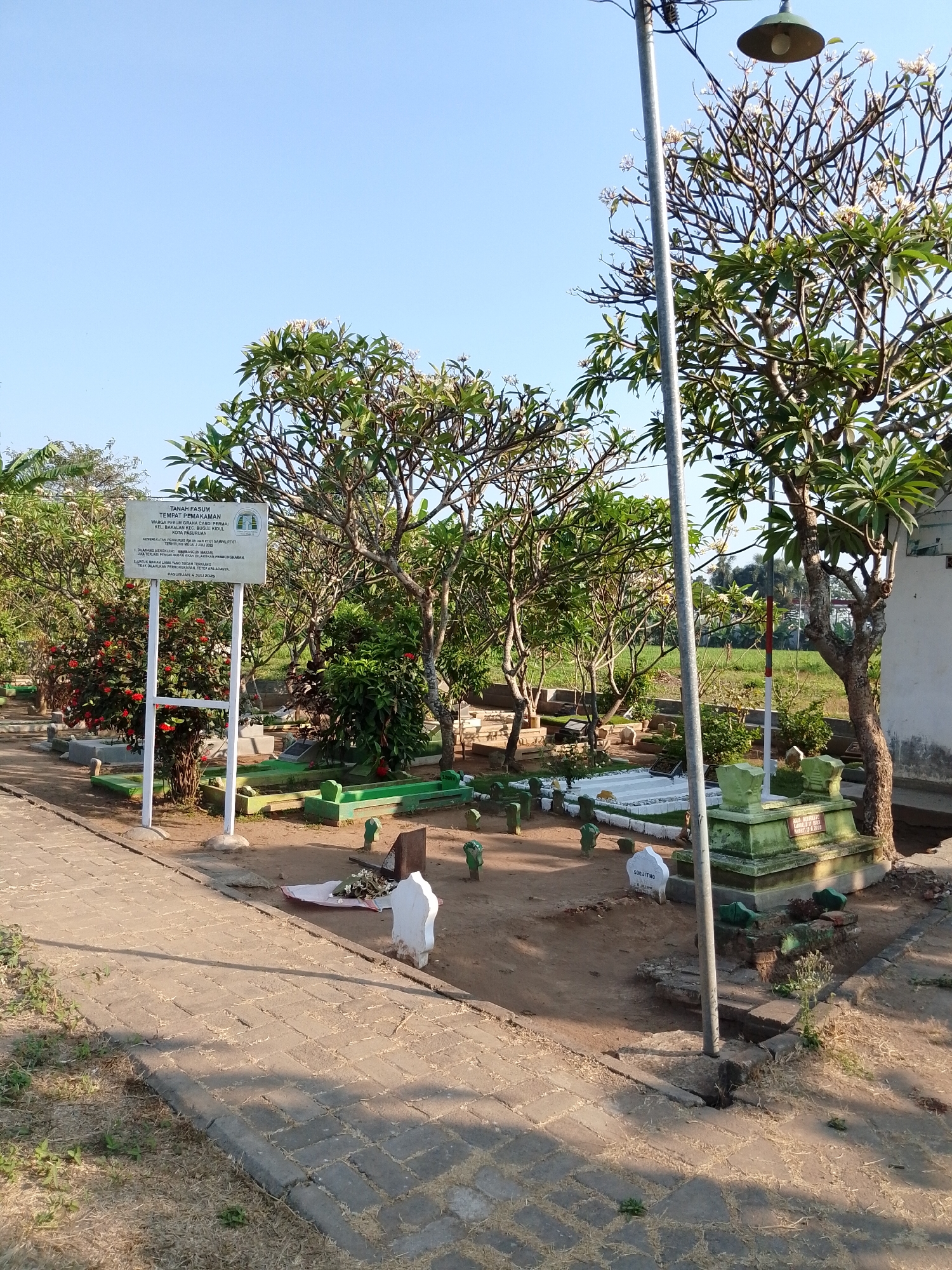 A well-maintained cemetery in Pasuruan, Indonesia, features rows of graves with some adorned with green concrete structures and others with white headstones. A paved walkway runs along the left side of the frame, leading to a prominent white signpost with text in Indonesian. Trees with sparse foliage and white flowers, along with bushes with red flowers, are scattered throughout the cemetery. A light pole with a green lamp stands to the right, casting a shadow on the paved area. The ground is covered with sand and dry grass. The sky is clear and blue. The scene appears peaceful and serene, likely a public burial ground.