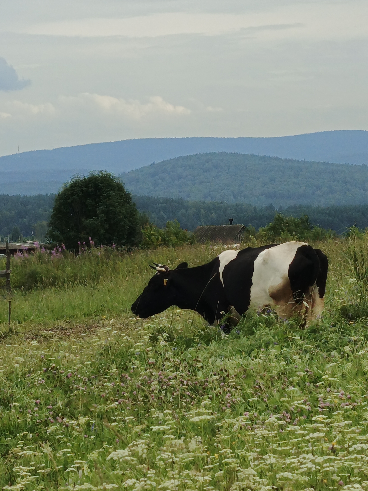 In Medvedyovka, Russia, a black and white cow stands in a field of wildflowers. The cow is facing left, with its head down, grazing. The field is full of small pink and white flowers, with tall green grass. In the background, there are rolling hills covered in trees. The sky is cloudy and overcast. A wooden fence is visible on the left side of the image, and a small building with a dark roof is in the middle ground behind the cow.