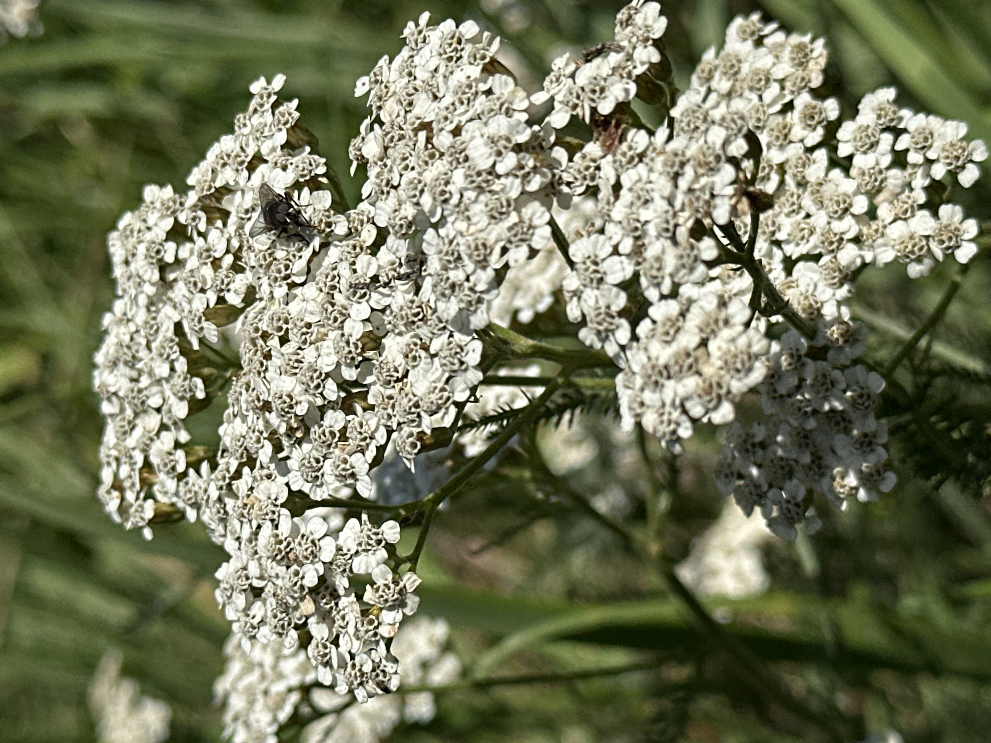 A close-up shot showcases a cluster of small white flowers, possibly yarrow, against a blurred green background. A dark-colored fly is perched on one of the flower heads, its wings slightly open. The lighting suggests it is daytime. The image does not provide any contextual information related to the city of Arkhyz, Russia.