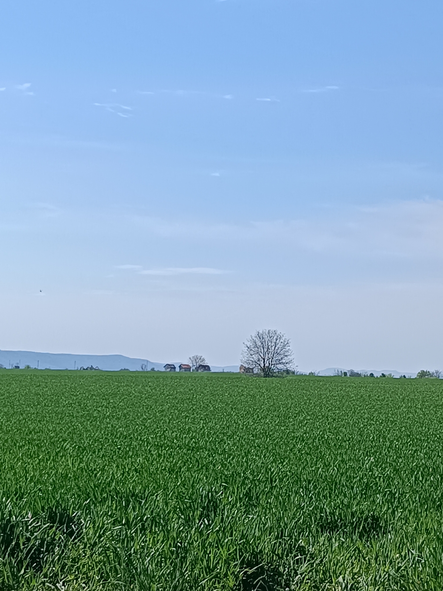 A vibrant rural landscape, likely near Vasil Drumev, Bulgaria, is depicted under a bright, clear blue sky with a few wispy white clouds. A vast field of lush green crops, possibly young wheat, dominates the foreground and midground, its individual blades discernible.
In the distance, a prominent, bare deciduous tree stands alone, its branches reaching towards the sky. Scattered small buildings with reddish roofs are visible on the horizon, nestled amidst other sparse trees, suggesting a rural settlement or farmsteads. Behind these features, a hazy range of low mountains or hills forms a distant backdrop, stretching across the horizon.
A tiny dark speck, possibly a bird, is visible against the sky in the upper left. The scene is bathed in natural daylight, suggesting late morning or early afternoon, and conveys a sense of peaceful tranquility in an agricultural setting. There is no visible text in the image.