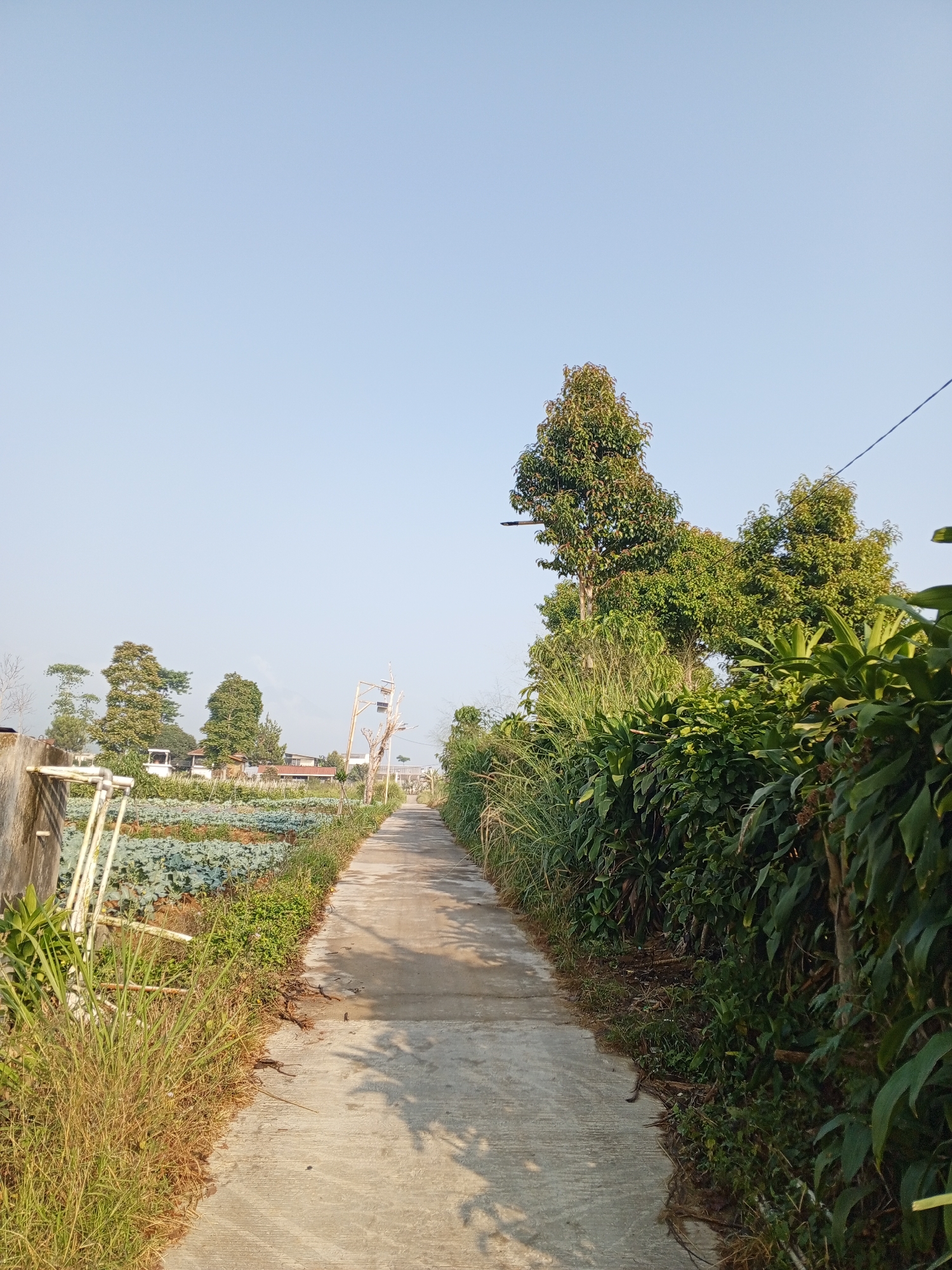 The image depicts a narrow, paved pathway leading through a rural landscape under a clear blue sky. The pathway is flanked by lush green vegetation on the right and a cultivated field on the left. In the distance, several trees and some buildings are visible. The overall scene suggests a tranquil, sunlit day in an agricultural area. The image is not located in Bellanneoya, Sri Lanka.