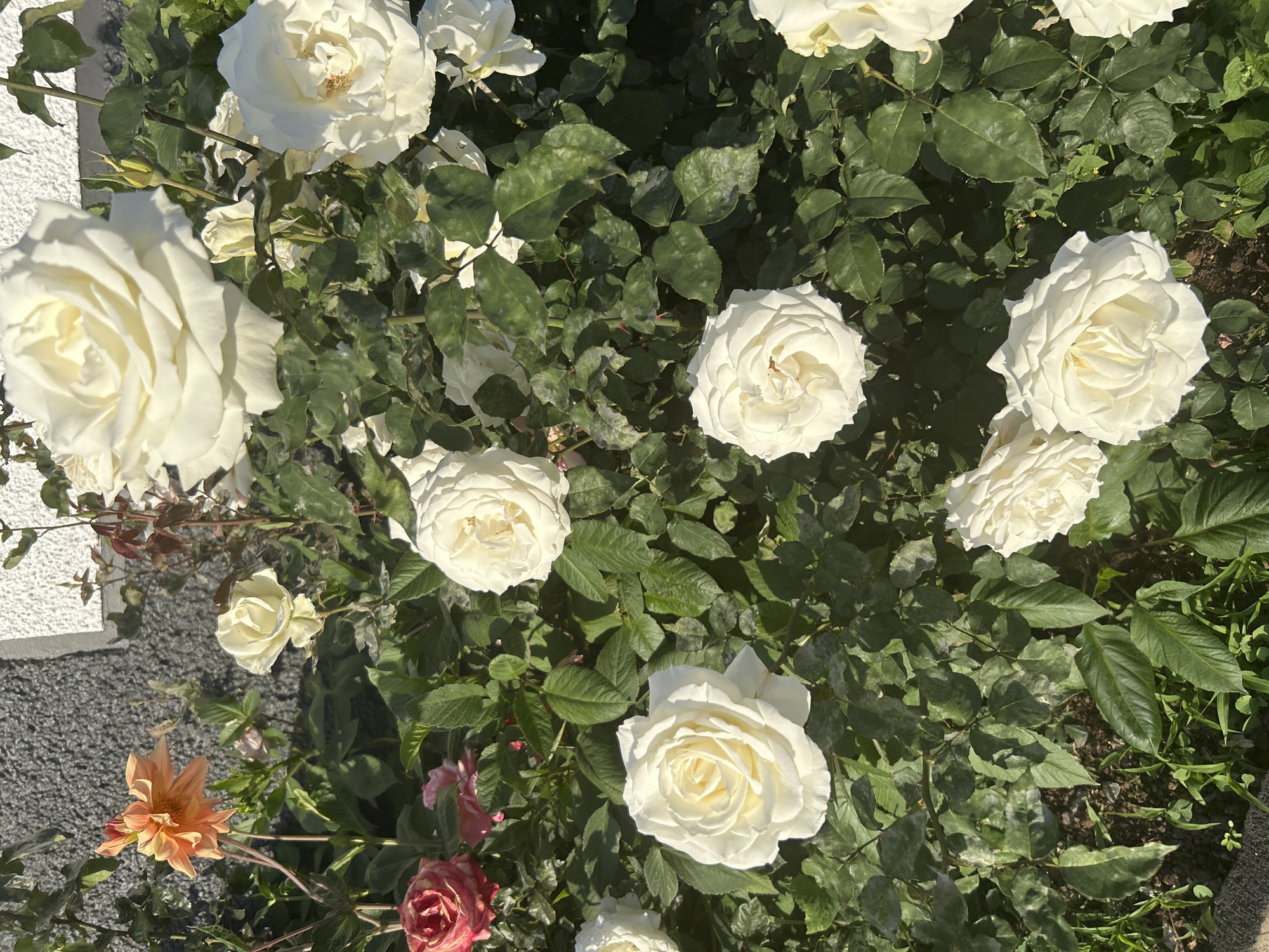 The image shows a cluster of white roses in full bloom, surrounded by green foliage. In the lower left corner, an orange dahlia is visible along with pink and red roses. The roses are located near a building with a gray textured wall, likely in Câmara de Lobos, Portugal. The scene appears to be outdoors during daylight hours, based on the sunlight illuminating the flowers and leaves. No people or actions are visible. The overall impression is that of a well-maintained garden with a variety of flowers.