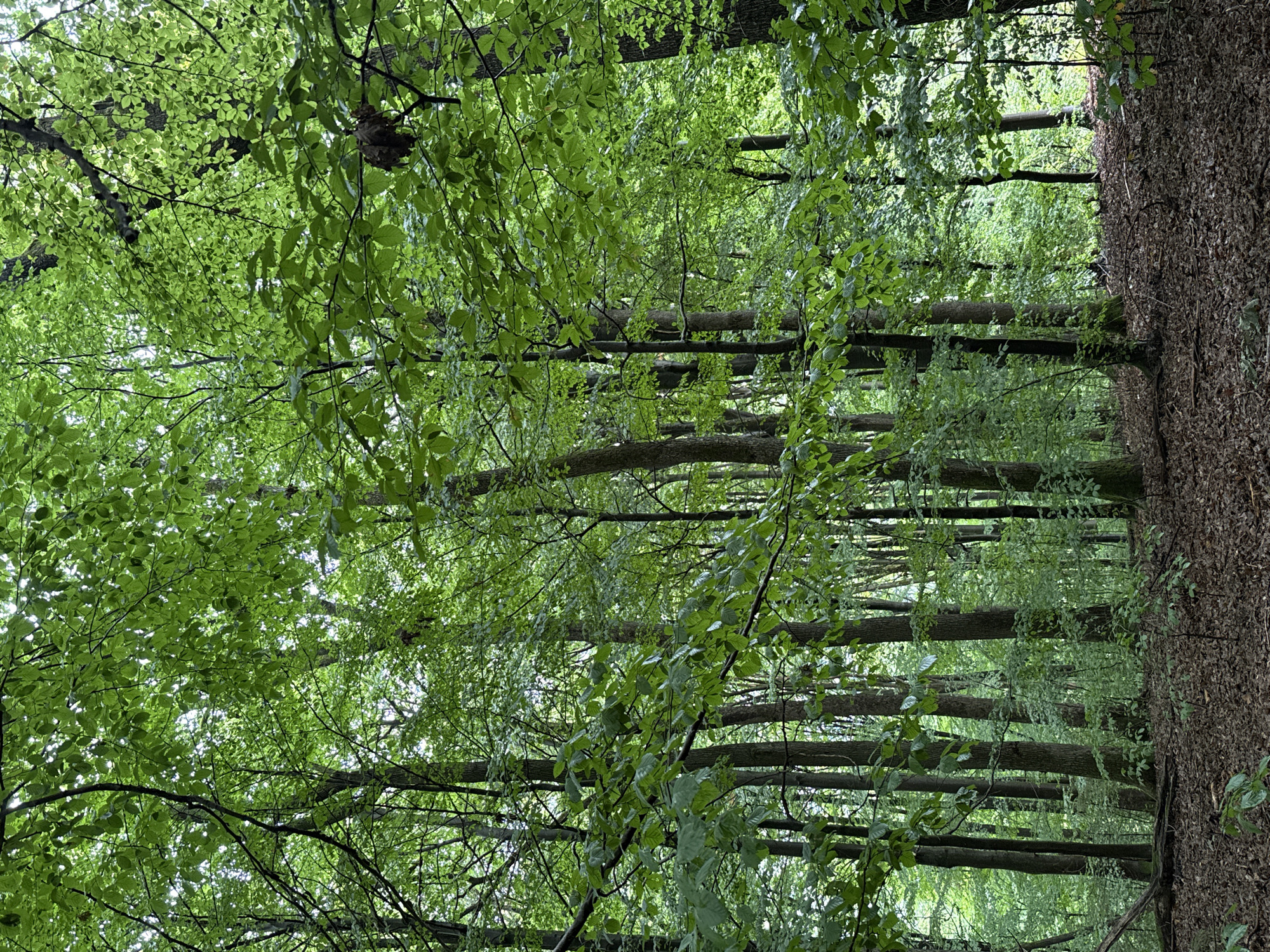 The image depicts a dense forest floor covered in fallen leaves, with numerous tall trees dominating the scene. The trees have dark bark and are covered in lush green foliage, with sunlight filtering through the leaves, creating a dappled effect. The undergrowth consists of smaller plants and saplings. The overall impression is of a natural, untamed environment within a city park or forest area. The scene is static and appears to have been taken during daylight hours. There are no people or animals visible in the image.