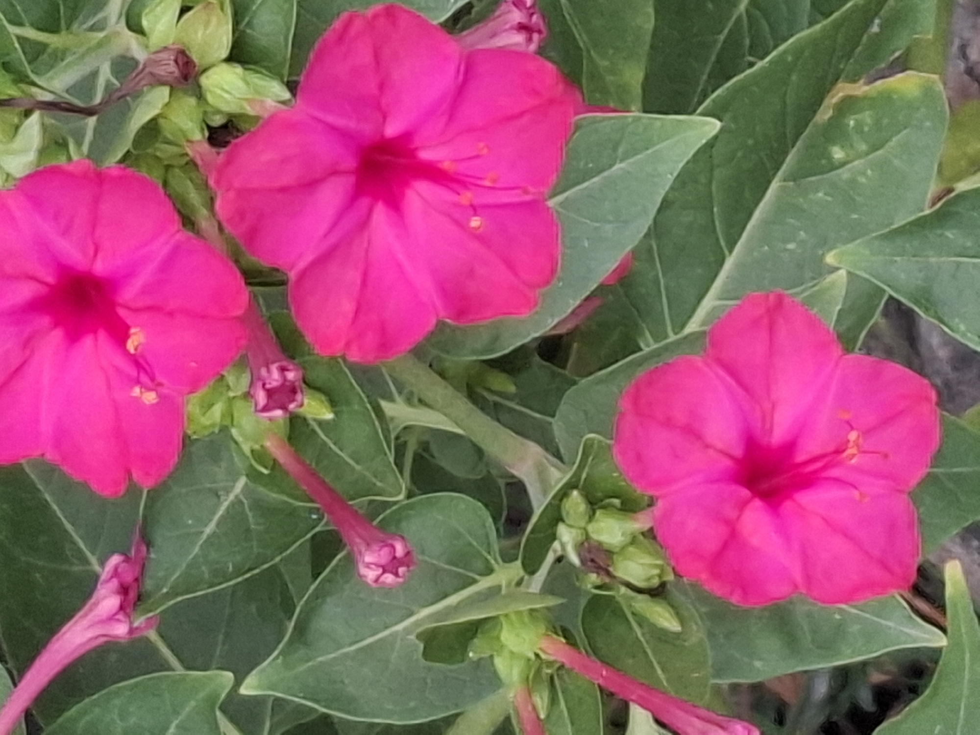 A close-up, overhead shot captures a cluster of vibrant pink four o'clock flowers in bloom, surrounded by lush green foliage. The flowers, with their trumpet-shaped petals and delicate stamen, are the primary focus, their vivid color a stark contrast to the surrounding greenery. Some buds are also visible, hinting at future blooms. The image does not depict any specific location in Almaty, Kazakhstan, or any human activity.