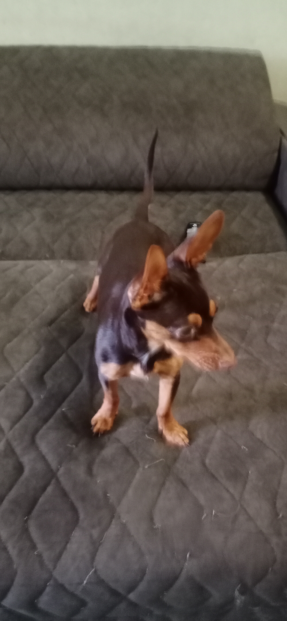 A small, brown and tan dog stands on a quilted, dark gray sofa. The dog is facing to the right, with its head turned slightly towards the camera. Its ears are pointed upwards, and its tail is erect. The sofa has a textured pattern of diamond shapes. The background is a blurred light color, suggesting a wall. The image is taken from a slightly elevated angle, looking down at the dog. There are no people visible in the image. The location in the city of Saratov, Russia cannot be determined from the image.
