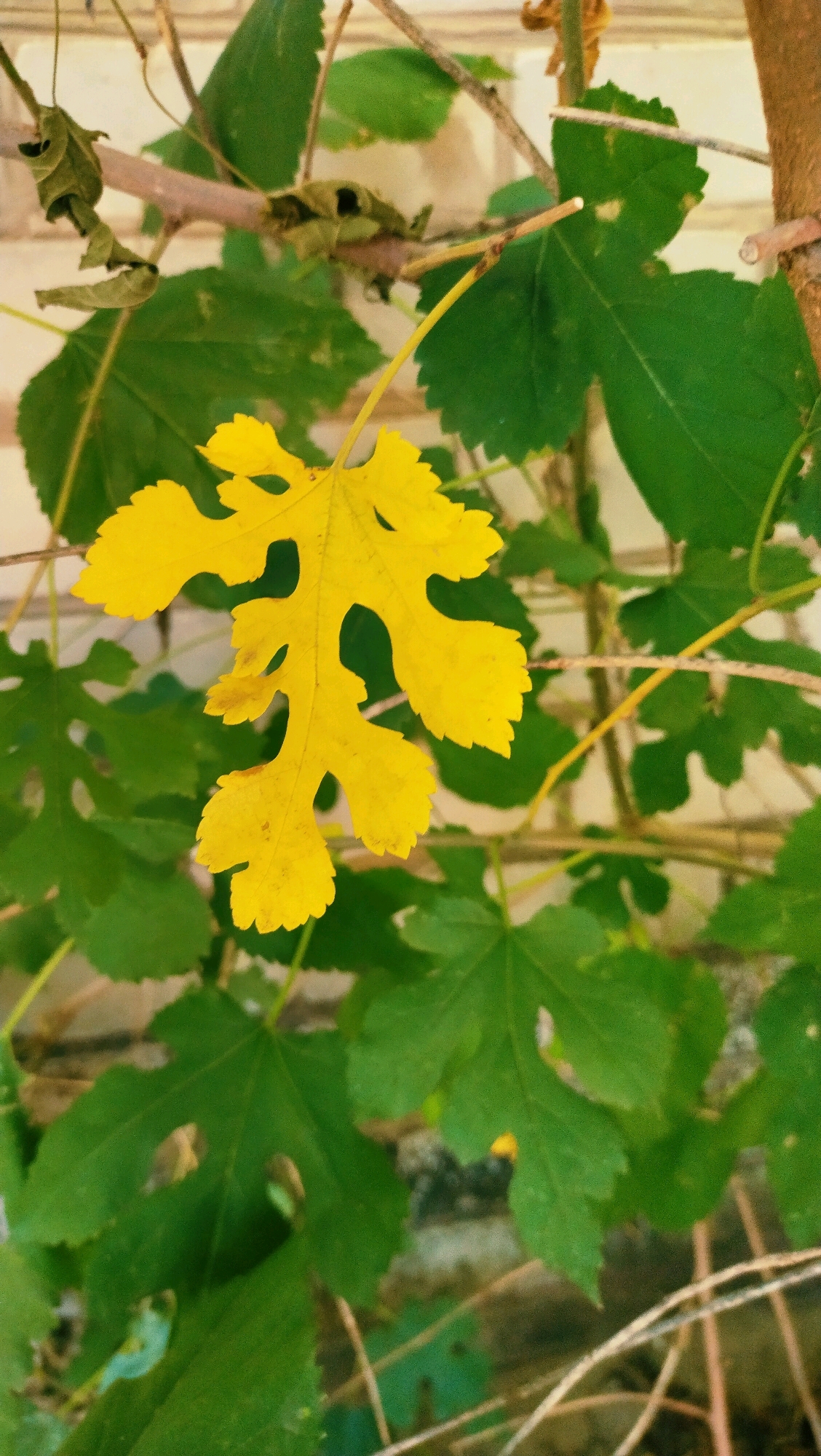 The image captures a close-up view of a yellow, lobed leaf against a background of green leaves and branches. The yellow leaf is the primary subject, positioned in the upper left quadrant of the frame, with its distinctive shape and serrated edges clearly visible. The green leaves are out of focus, providing a textured backdrop. Several thin branches crisscross the scene, some appearing dry and brown, others more vibrant. In the background, a section of a brick wall is visible, with a light-colored, possibly white or cream, hue. The lighting suggests an outdoor environment, likely during daylight hours. There are no people or animals present in the image. The scene appears to be a natural setting, possibly a garden or park, given the presence of foliage and branches. Without additional information or context, the specific location within Horishni Plavni, Ukraine, cannot be determined from the visual data alone.