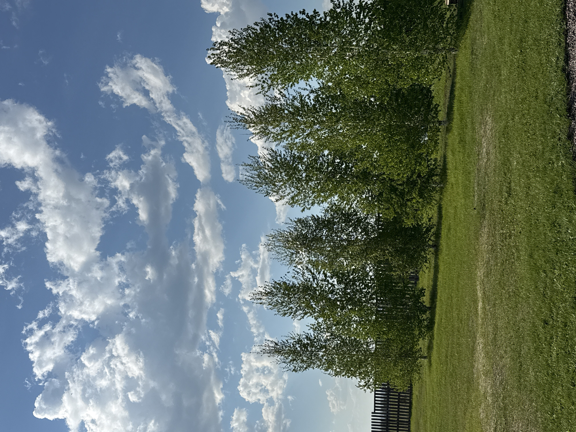 The image depicts a sunny day in what appears to be a park or grassy area. A row of trees lines the edge of the grassy area, with a blue sky filled with scattered white clouds in the background. Part of a fence is visible along the edge of the grass.
The location is Кузнецово, Russia, as the photo was taken at this location.