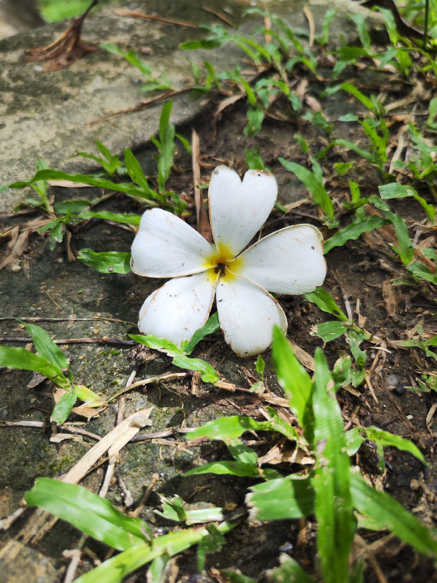 A fallen white frangipani flower lies on the ground amidst grass, leaves and dirt, near a concrete surface. The flower has five petals and a yellow center. The location is Kathu, Thailand.
