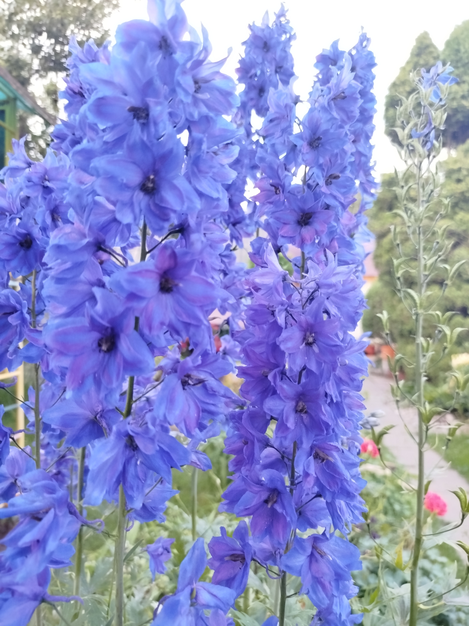 This close-up, eye-level shot features several tall stalks of vibrant blue delphinium flowers in full bloom. The flowers are densely packed along the stems, with individual blooms displaying multiple petals in shades of blue and hints of purple. The focus is sharp on the delphiniums in the foreground, with the background softly blurred, creating a shallow depth of field.
In the background, hints of a garden setting are visible. To the left, a portion of a green wooden structure, possibly a fence or building, is seen. To the right, a pathway can be discerned, bordered by greenery. Scattered amongst the foliage in the background are a few small, bright pink flowers, providing a color contrast to the dominant blue. The lighting suggests it is daytime, likely a bright, overcast day, as there are no harsh shadows and the sky appears bright and washed out. The overall impression is one of a beautiful, blooming garden.
The location context provided is Крупіцкі сельскі Савет, Belarus. No people, text, or specific activities are depicted in the image. The scene is purely focused on the natural beauty of the delphinium flowers.