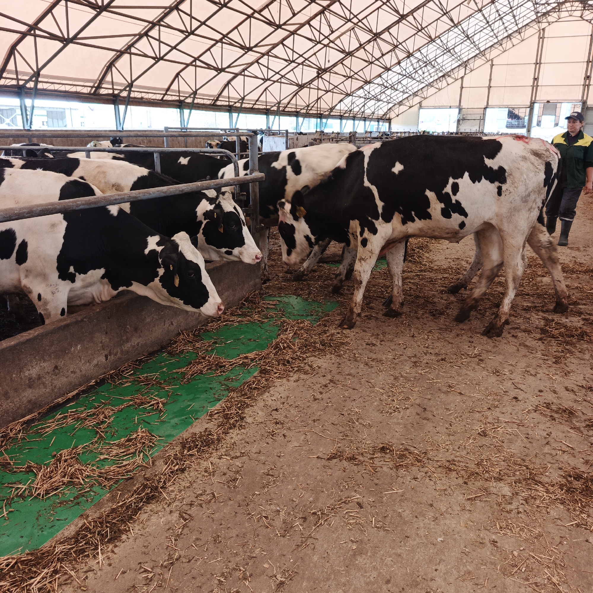 This image depicts a cow barn with several Holstein cows, identifiable by their black and white markings. The cows are standing in a feeding trough that contains straw and some green material. The barn has a metal roof supported by beams, and natural light enters through openings along the sides. A person wearing a green jacket, dark pants, and black boots is standing near one of the cows, appearing to be a farm worker. The ground is covered with dirt and straw, indicative of a farm environment. The scene is consistent with agricultural operations in a rural setting.