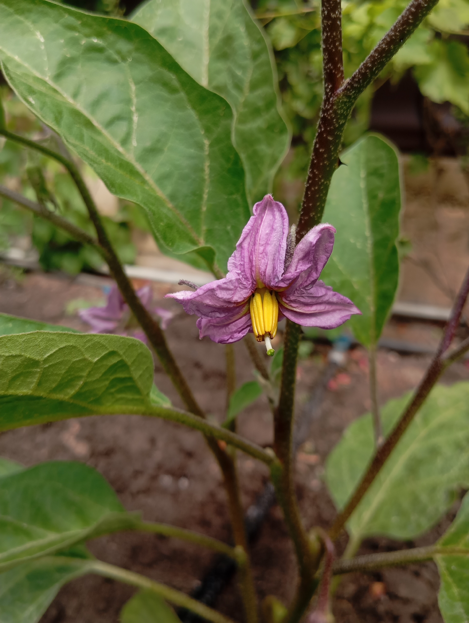 A close-up, portrait-oriented photograph captures an eggplant flower in bloom. The flower, predominantly purple with a bright yellow stamen, is positioned slightly off-center to the left. Its delicate petals are slightly curled and tinged with a lighter shade at their edges. Behind the flower, the fuzzy, dark brown stem of the plant is visible, studded with tiny hairs. Several large, green leaves fan out around the stem and flower, their veined surfaces showing a soft texture. The background is blurred, with hints of brown soil and other foliage suggesting an outdoor garden setting. The image appears to have been taken in the city of Pivdennoukrainsk, Ukraine.