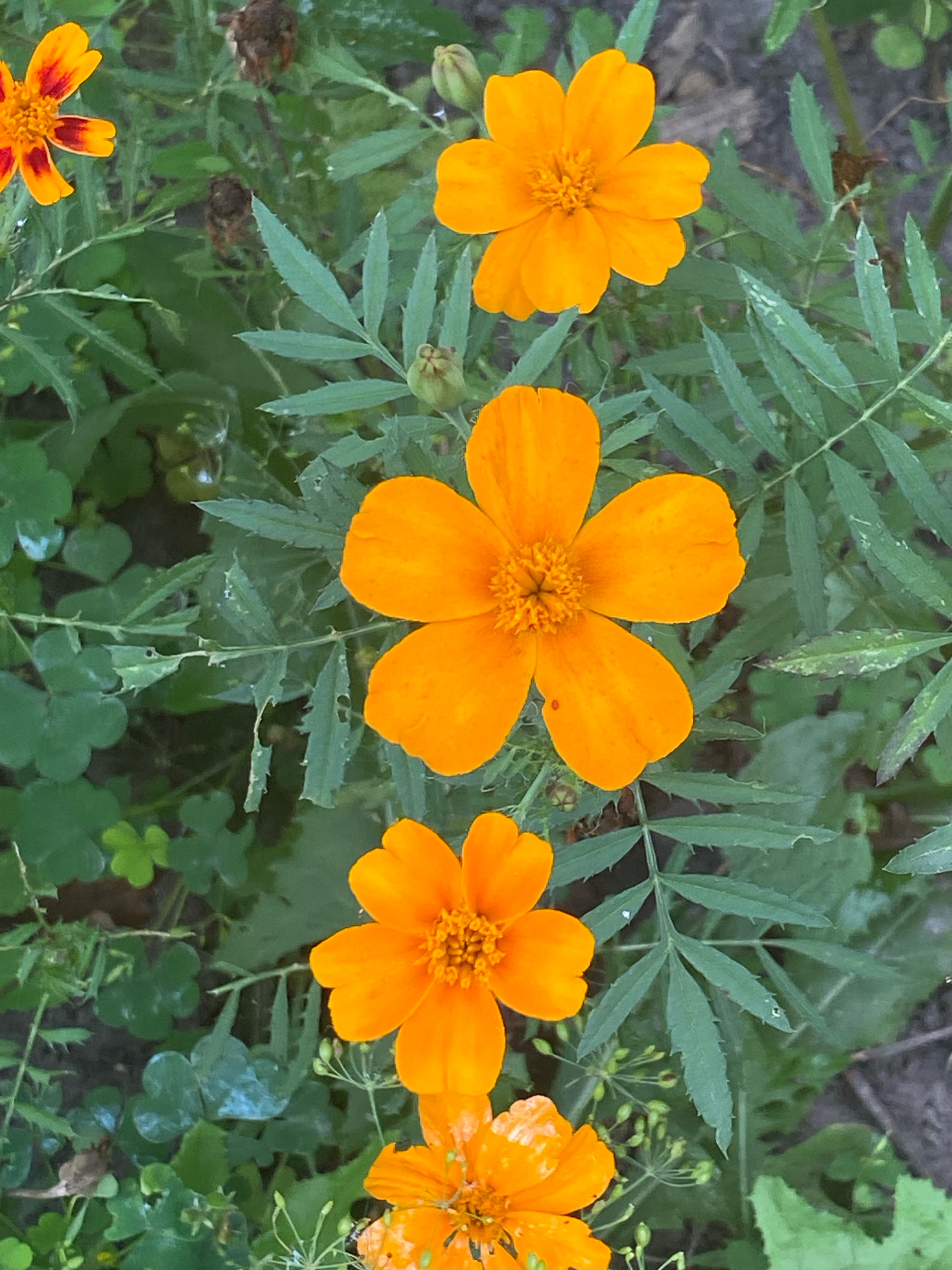 A close-up, overhead shot captures several vibrant orange marigolds in bloom against a backdrop of lush green foliage. The flowers, with their distinct five-petal structure and intricate, ruffled centers, are arranged vertically down the frame, with one partially visible marigold at the top left corner showing hints of red at the base of its petals. The leaves of the marigolds are feathery and serrated, interspersed with broader, heart-shaped leaves and delicate, fern-like greenery. The soil is visible in patches, creating a natural and slightly wild aesthetic. The lighting suggests an outdoor setting, likely during daylight hours. This image was taken in Kniazhychi, Ukraine.