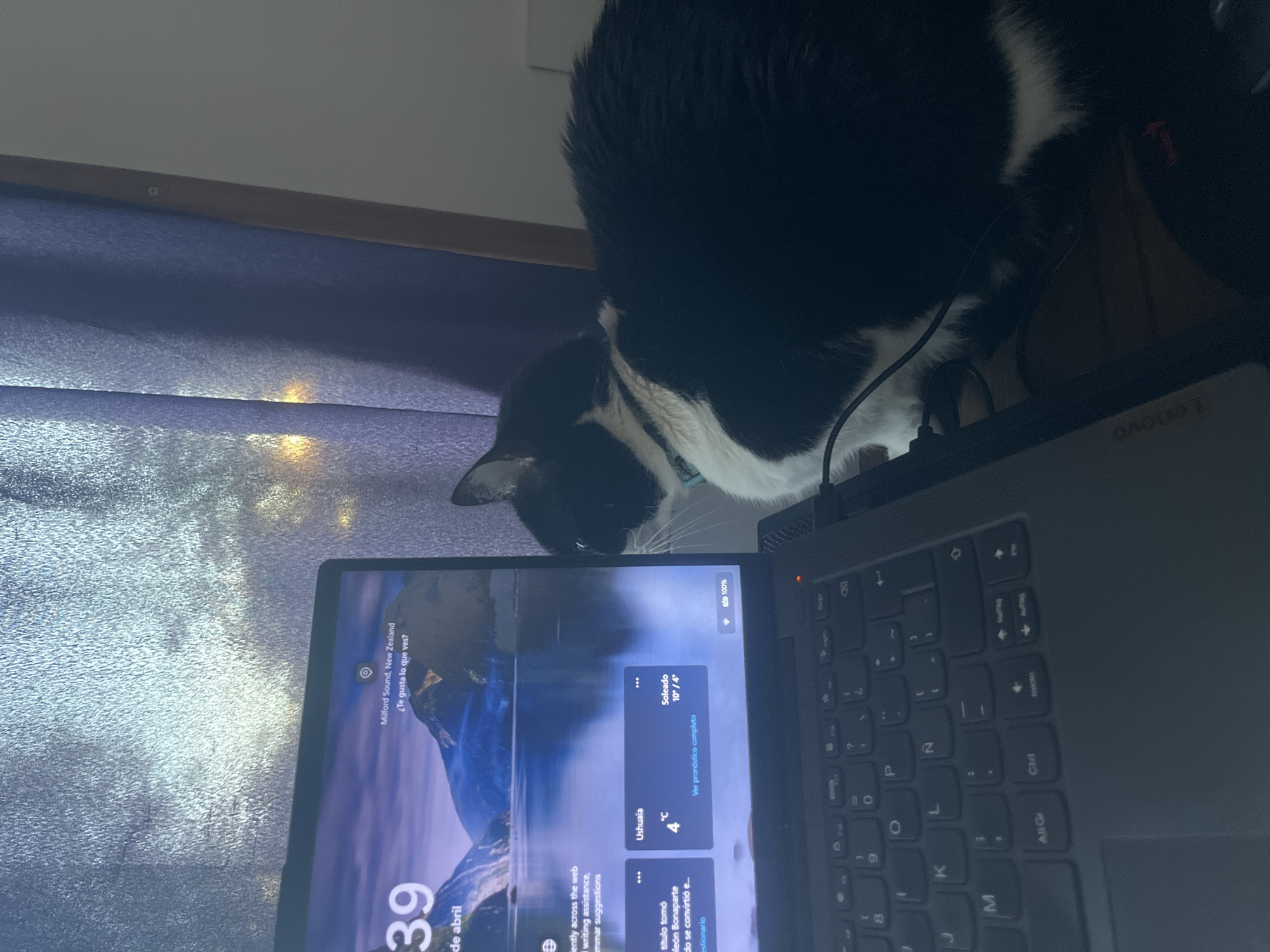 A black and white cat is perched on a black Lenovo laptop, partially obscuring the screen. The screen displays a lock screen with the time "15:39 de abril" and an image of Milford Sound, New Zealand. Weather information for Ushuaia, Argentina is also visible, indicating a temperature of 4°C and sunny conditions with a temperature range of 10°/4°. Part of a window with closed blinds is visible in the background.