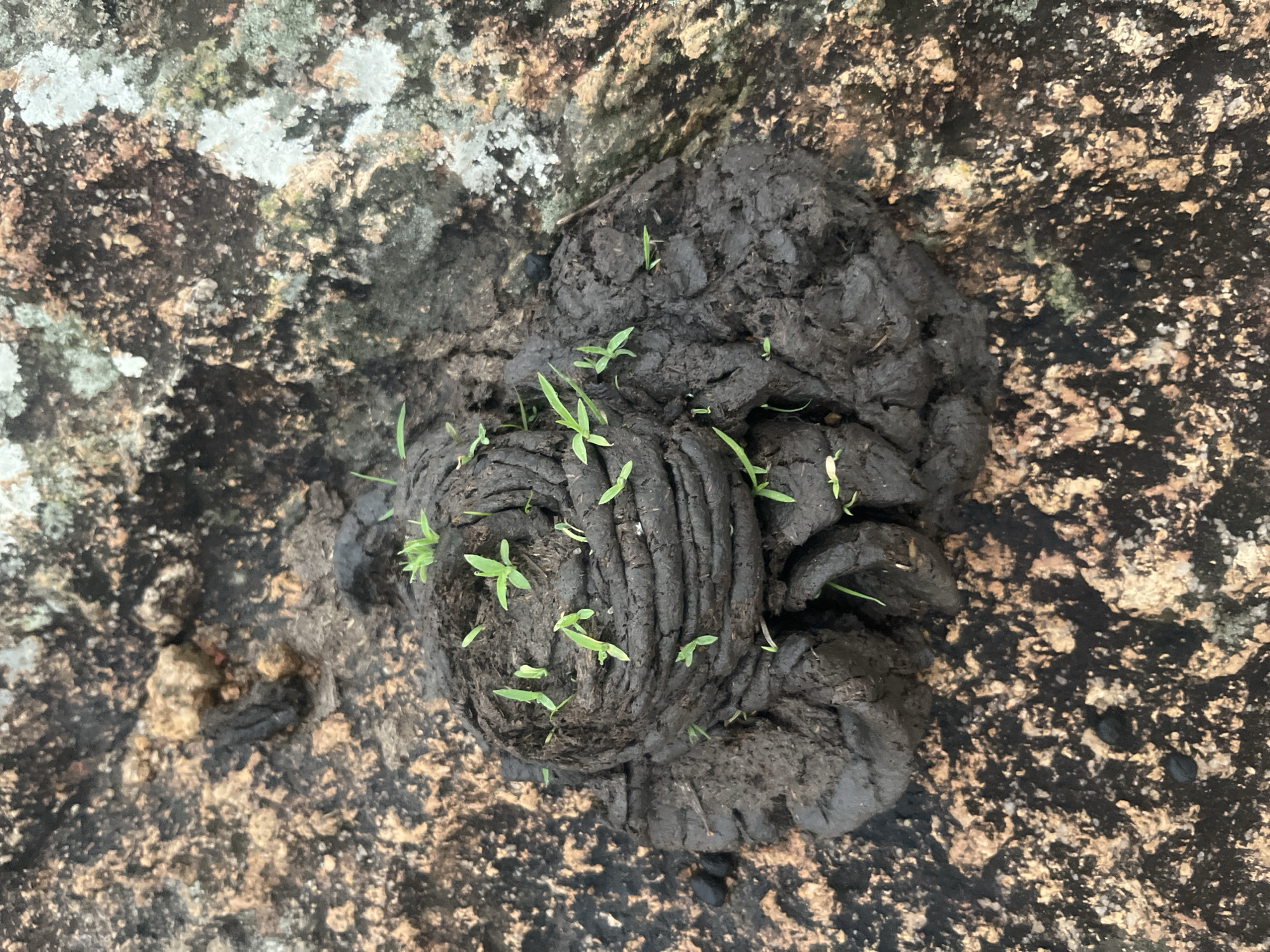 This image depicts cow dung with small green sprouts emerging from it, situated on a rocky surface. The rocks have a mottled texture, with patches of light and dark brown, black, and some grayish-white lichen. A portion of the dung is formed into a coiled shape. The scene is an outdoor environment, likely a natural setting given the rocks and the presence of dung. There are no people visible in the image. The specific location in Gura Top, Nigeria, is not discernible from the image itself.