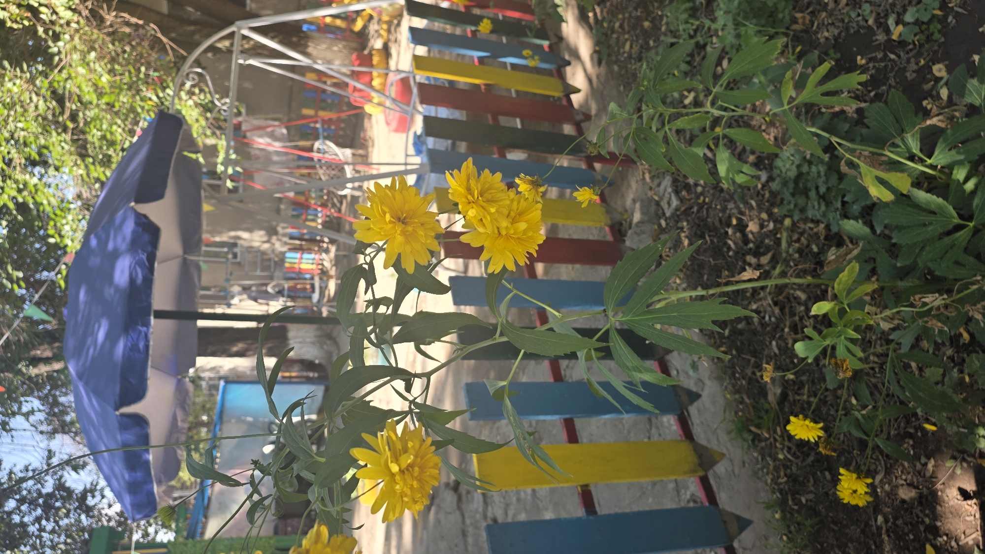 A medium-shot photograph captures a vibrant outdoor scene, likely a playground or park area, with a focus on a plant with yellow flowers in the foreground. The plant, positioned in the lower-left to center of the frame, features several bright yellow, pom-pom-like flowers and deeply lobed green leaves. Behind the plant, a colorful wooden fence runs horizontally across the middle ground. The fence is composed of vertical planks painted in alternating colors of blue, yellow, red, and brown.
In the background, a large, dark blue umbrella provides shade. Beyond the umbrella and fence, elements of a playground are visible, including a white swing set with red accents and other playground equipment. Trees with green foliage are scattered throughout the background, suggesting a sunny day. The ground appears to be covered with dirt and fallen leaves. The scene conveys a sense of a lively outdoor space, possibly a children's play area, within the city of Tokmok, Kyrgyzstan.