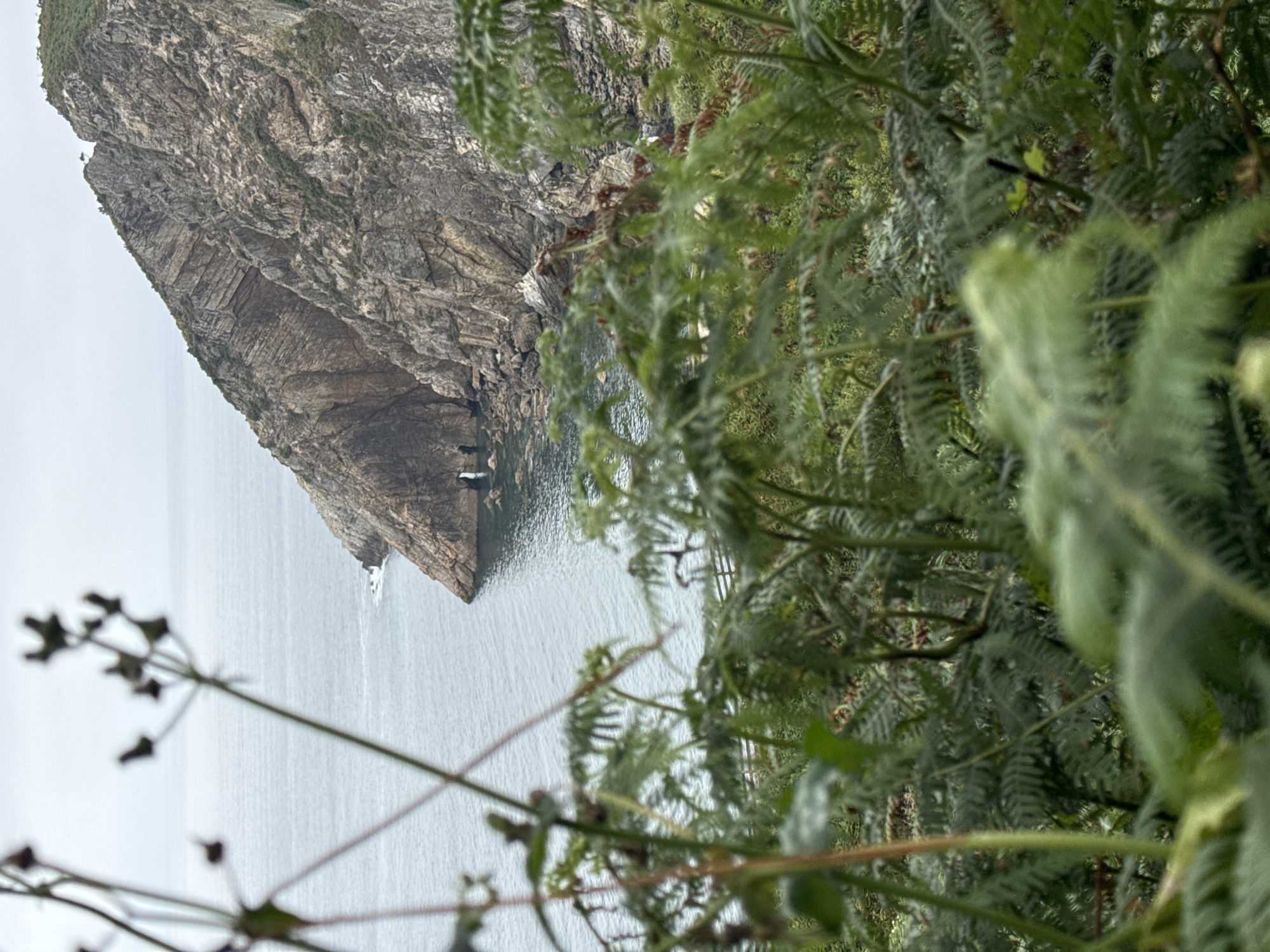 The image shows a cliff face and the sea, with ferns in the foreground. The cliff is rocky and appears to be made of sedimentary rock, with visible layers. The sea is calm and a light grey color, suggesting overcast weather. The ferns are green and lush, with some dried brown fronds also visible. The image is taken from a slightly elevated perspective, looking down towards the sea. The overall impression is one of a rugged natural landscape. There are no people or man-made objects visible in the frame. The lighting suggests it is daytime, possibly late morning or afternoon due to the diffused light. The location cues, such as the type of cliff and vegetation, combined with the provided context of Cudillero, Spain, suggest a coastal environment.