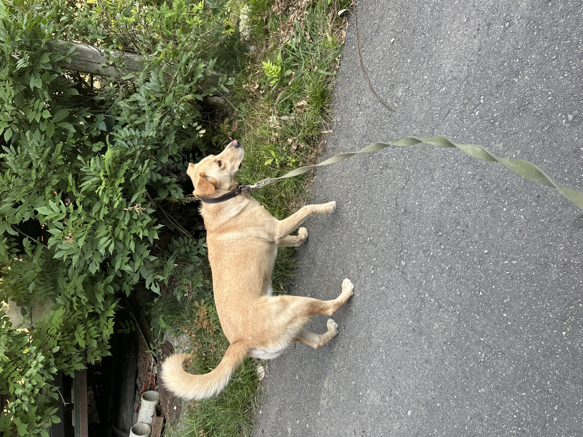 The image shows a tan-colored dog walking on an asphalt path. The dog is wearing a dark collar and is attached to a green leash. Behind the dog is a lush green bush, and to the right of the bush is a wooden post. The path appears to be in a natural setting, possibly a park or a residential area in Sochi, Russia. There are no people visible in the image. The lighting suggests it is daytime, with soft shadows indicating it may be late afternoon or early morning. The overall scene is peaceful and depicts a common outdoor activity.