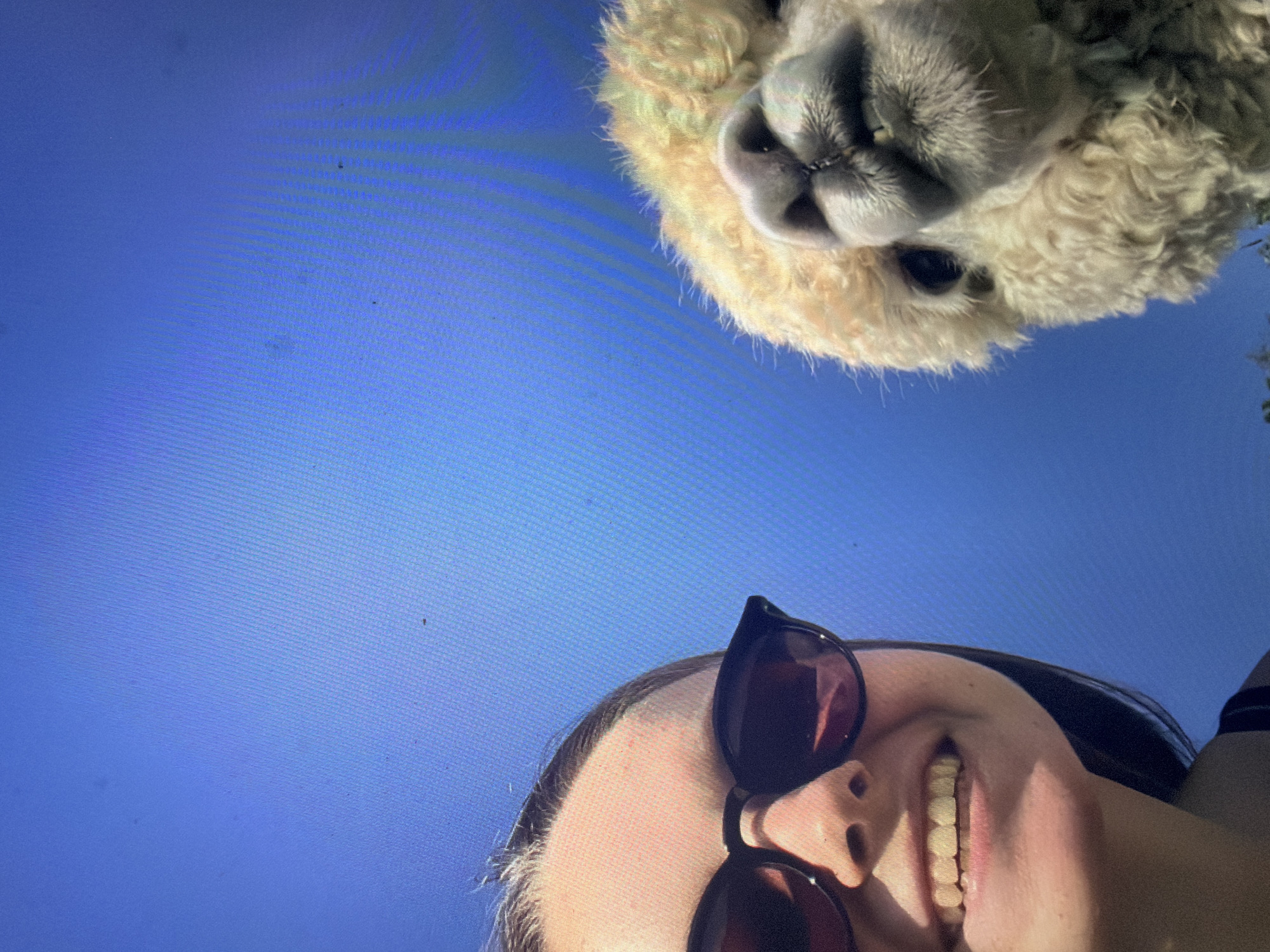 A close-up, low-angle photograph features two subjects against a clear blue sky. On the lower-left, a portion of a person's face is visible, characterized by fair skin, dark sunglasses, and a wide smile revealing teeth. Dark hair frames the face. On the lower-right, the head of an alpaca is prominently shown, displaying light-colored, curly fleece, a distinct snout with visible nostrils, and one dark eye. Both subjects appear to be looking towards the camera. The background is an unblemished, uniform blue sky. Faint diagonal line patterns and several small dark specks are observable across the entire image field, consistent with a photograph taken of a digital screen or display. The image itself contains no discernible visual cues or landmarks that identify a specific geographical location, such as Shumen, Bulgaria.
