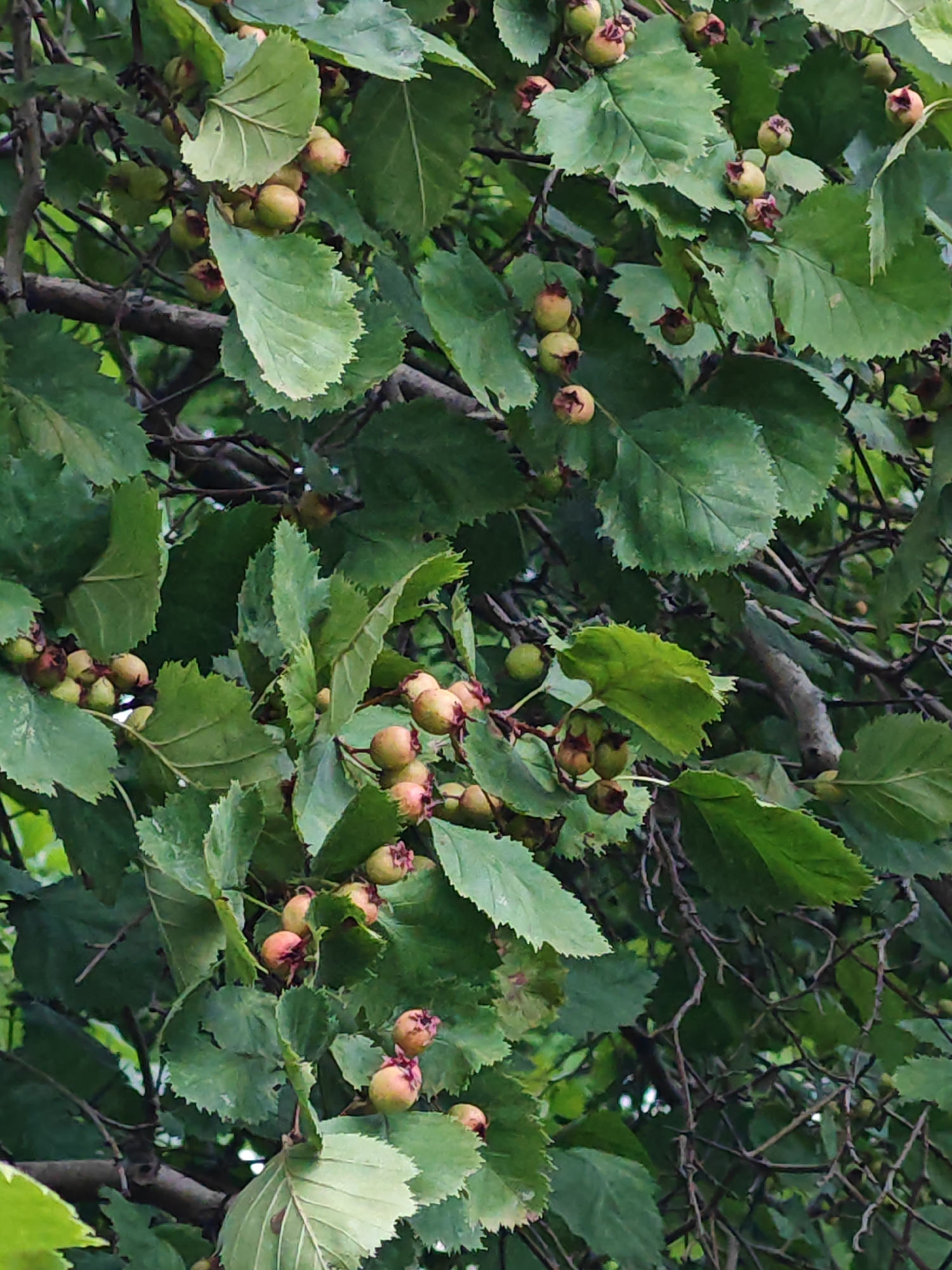This image depicts a close-up view of a tree branch laden with green leaves and developing red-tinged berries. The foliage is dense, with individual leaves displaying serrated edges. The berries are clustered together, each round and approximately a centimeter in diameter, with a small reddish-brown calyx at the top. The branches are woody and dark, intertwined with the leaves. The overall impression is that of a natural scene, likely a fruit-bearing tree in an outdoor setting. There are no people or man-made structures visible in the frame. The lighting suggests an overcast or shaded environment, as there are no strong highlights or shadows. This image does not provide any specific information that would allow for its location to be determined as being in Rosinka, Russia.