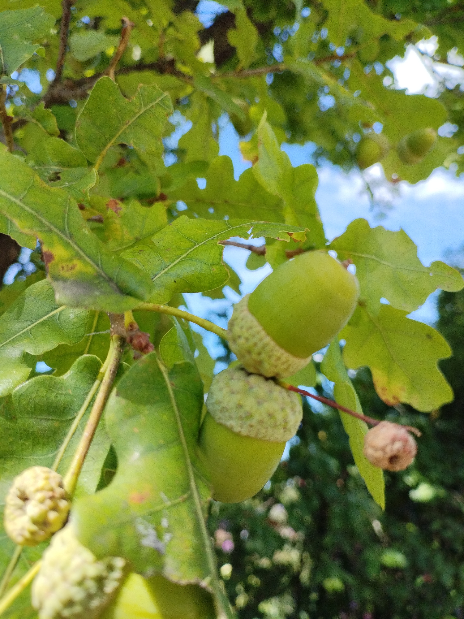 This is a close-up, eye-level, outdoor photograph of a cluster of acorns on an oak tree branch. The acorns are green and have textured caps. They are growing amongst green oak leaves, some of which appear to be slightly damaged or discolored. The background is blurred, showing patches of blue sky and darker green foliage, suggesting a sunny day in a natural setting. The image does not contain any people, animals, or specific landmarks that would indicate a precise location within Bialynichy, Belarus. The focus is entirely on the acorns and the surrounding foliage.
