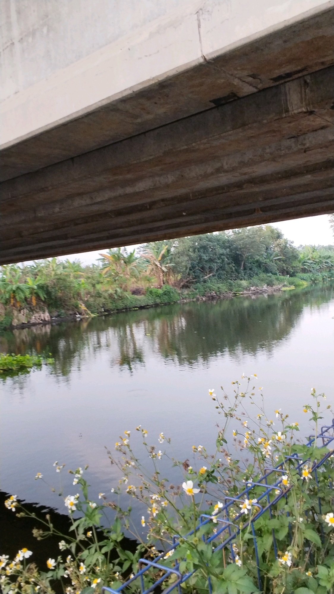 The image depicts a view of a body of water flowing beneath a concrete overpass. The water reflects the lush green vegetation lining its banks, which includes banana trees and other tropical plants. In the foreground, a cluster of small white and yellow wildflowers grows near a blue metal fence. The scene appears to be a natural setting within the city of Pulorejo, Indonesia, characterized by the presence of a bridge or overpass, the waterway, and the surrounding flora. The lighting suggests it is daytime, with the sky visible through the gaps in the overpass structure. There are no people or discernible human activity present in the image.